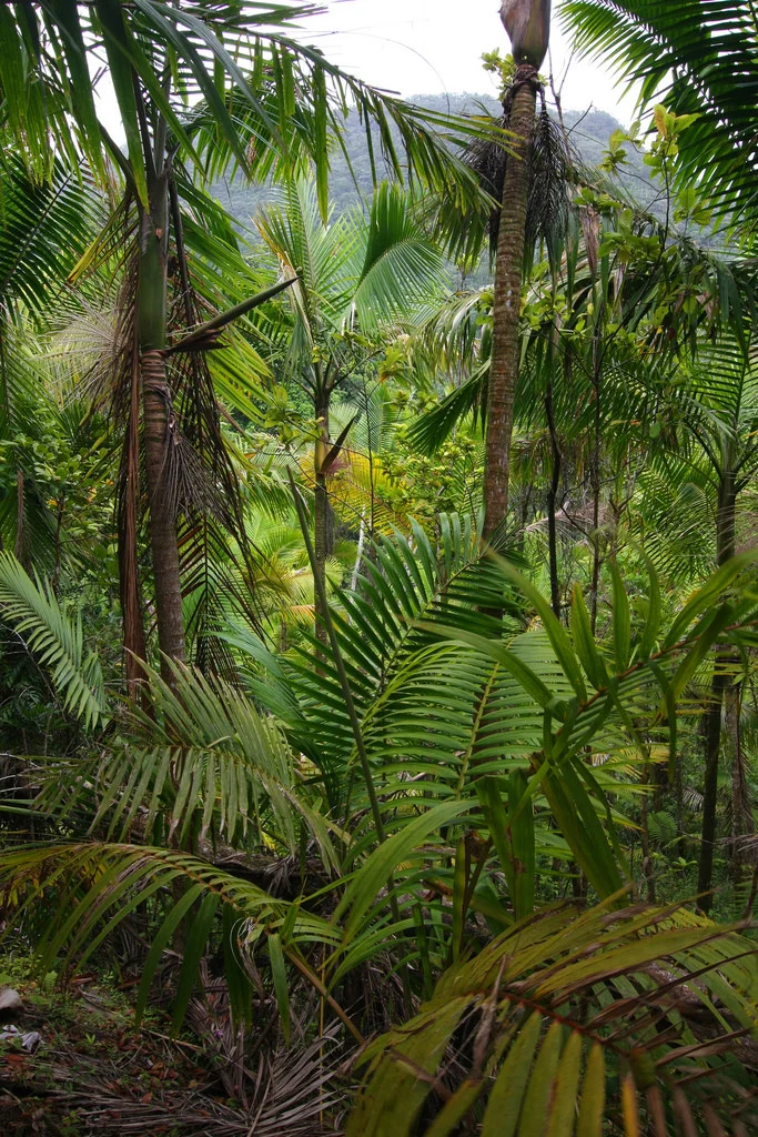 El+Yunque+Palms+.jpg