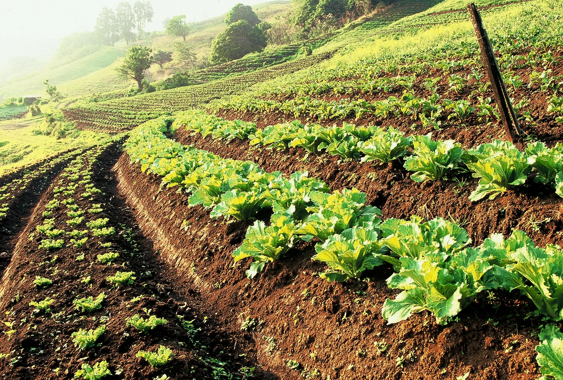 Farmland3.jpg