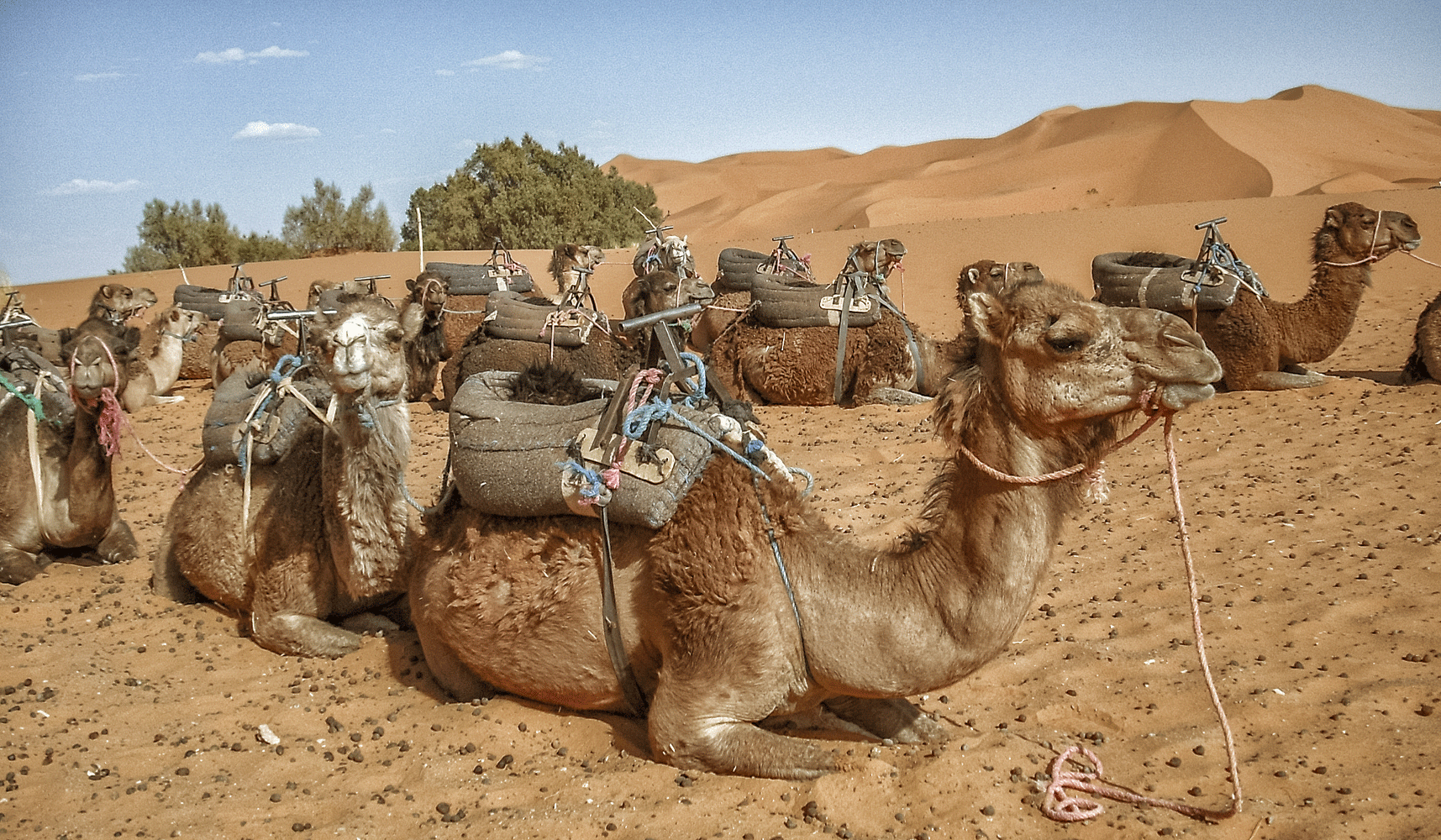 511-camels-resting.gif