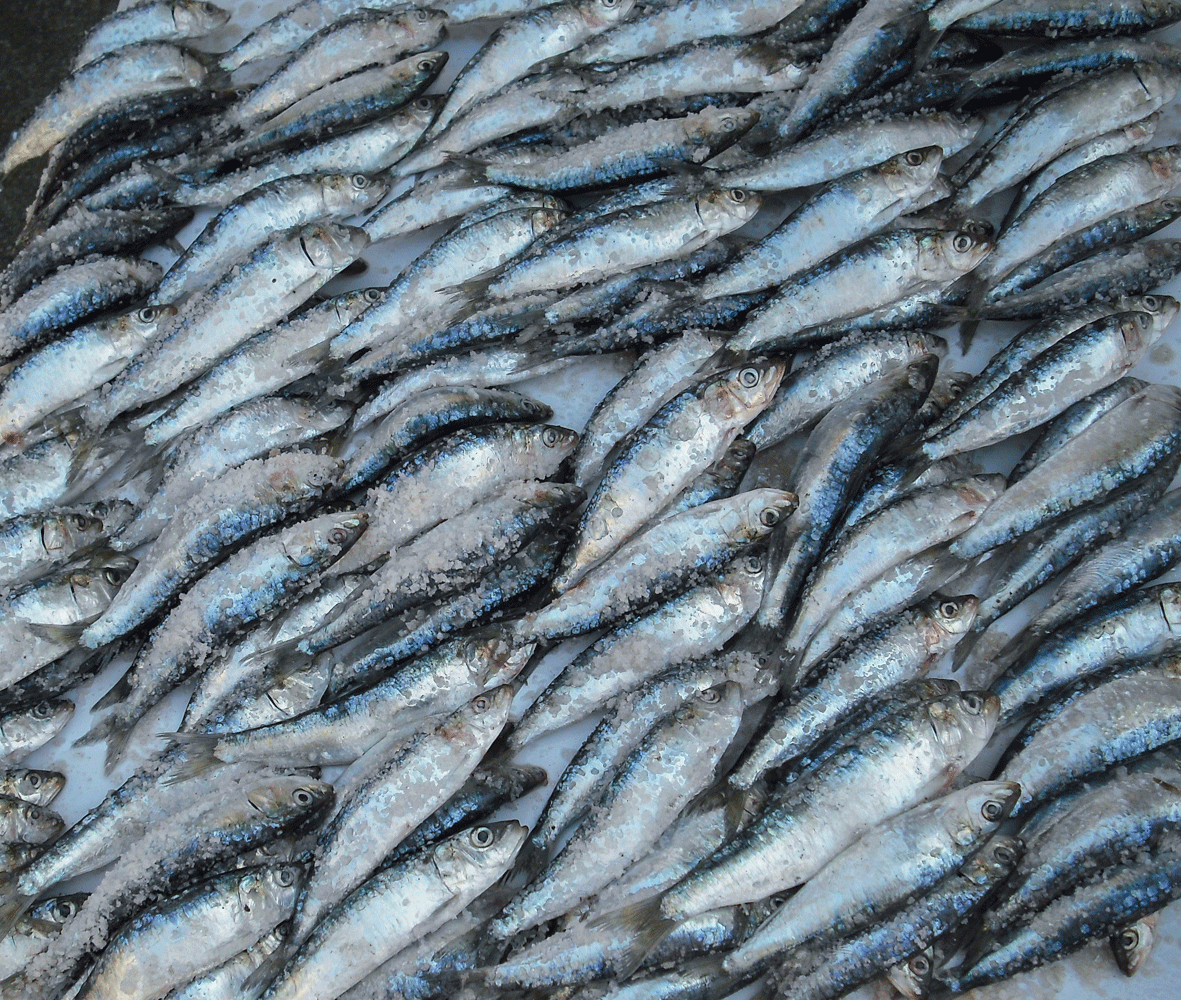 906-sardines.gif