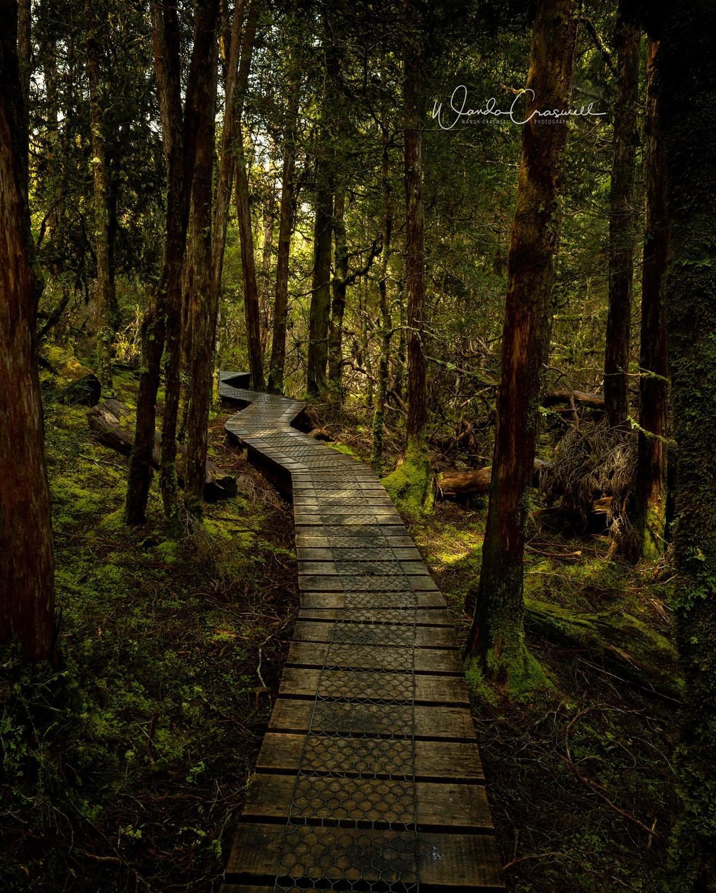 On my West Coast + Cradle Mountain tour in Tasmania&hellip;.we spend a couple of days at Cradle Mountain&hellip;endless walking trails, lush green forest, boardwalks, waterfalls, wombats!!!! and so much more. It&rsquo;s a great place to spend some ti