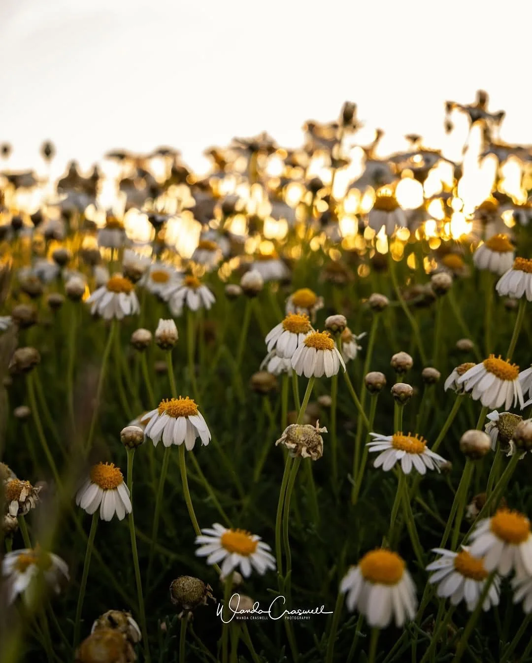 While we were lounging on the rocks below the lighthouse enjoying cheese and crackers (no wine for me!!) waiting for the bright sun to go down, I was struck how beautiful the area was: tiny colourful flowers, red lichen covered rocks to rival Tasmani