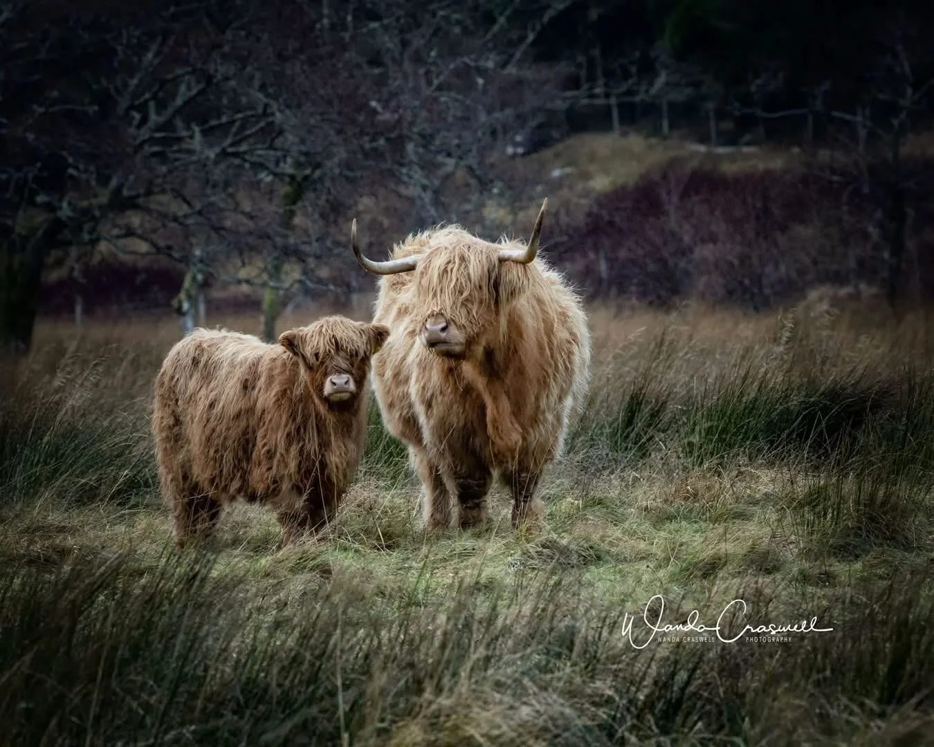 Photographing highland cows was just as wonderful an experience as being on an African safari&hellip;.they are so adorable with all that shaggy hair in their eyes! Very photogenic, don&rsquo;t you agree? Will you join me here in 2026?

 📍: Scotland,