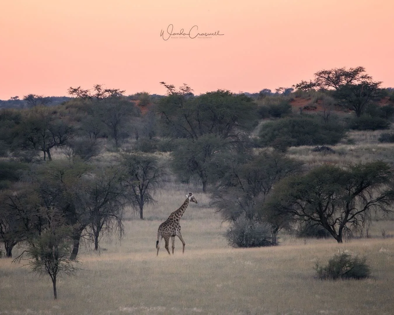 I have travelled to Africa many times and for me honestly, I NEVER get tired of being on safari. On this road trip with family however, we decided we had other places to go so we didn&rsquo;t go to game parks or go on safaris&hellip;&hellip;the close
