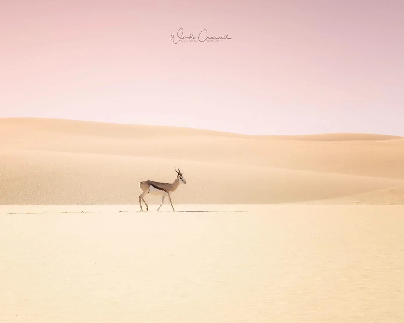 Springbok are super cute types of small antelope and I was thrilled to see one with just sand dunes as a backdrop in Namibia after sunrise. My fave thing they do is called &lsquo;pronging&rsquo; or &lsquo;pronking&rsquo; where they joyfully leap up t