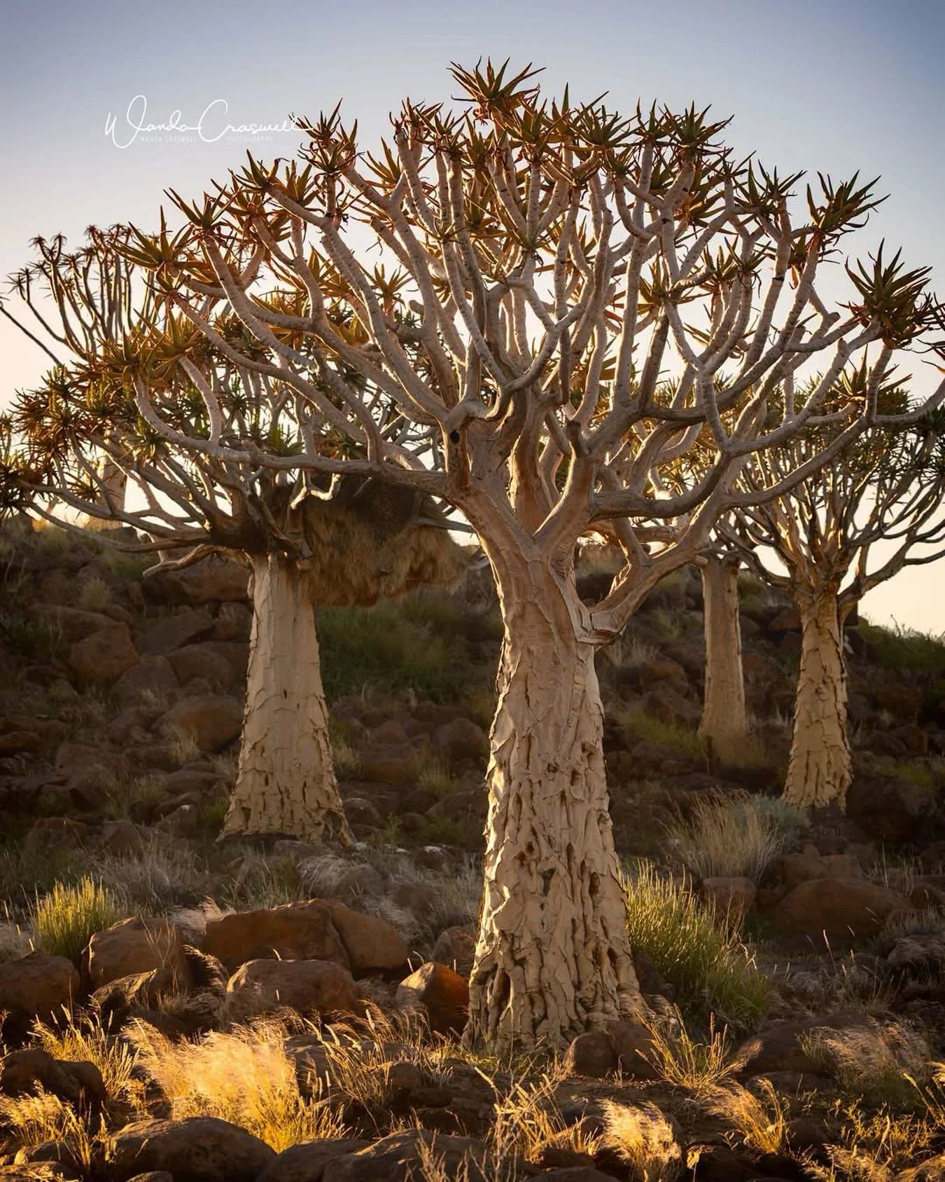 Such a photogenic subject, the quiver tree in Namibia!! I fell in love with these trees and they are scattered here and there, and then there is a forest of them that you can visit. OK I know this sounds weird, but they make me think of sparkly stars