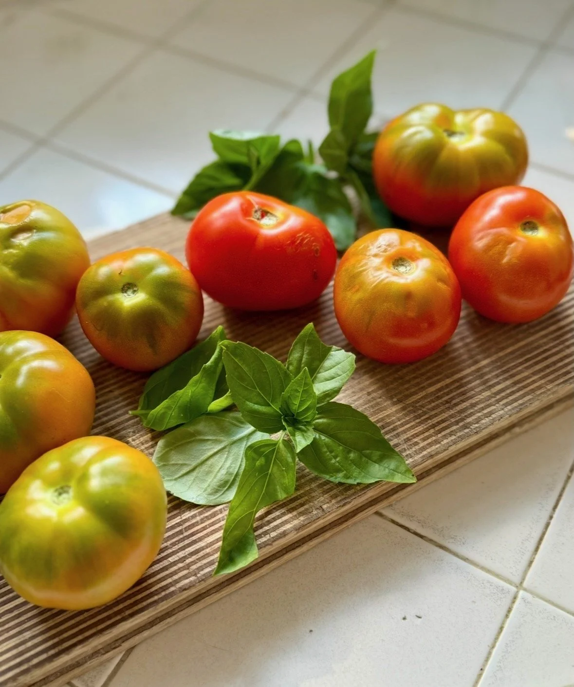 summer spotlight: tomatoes