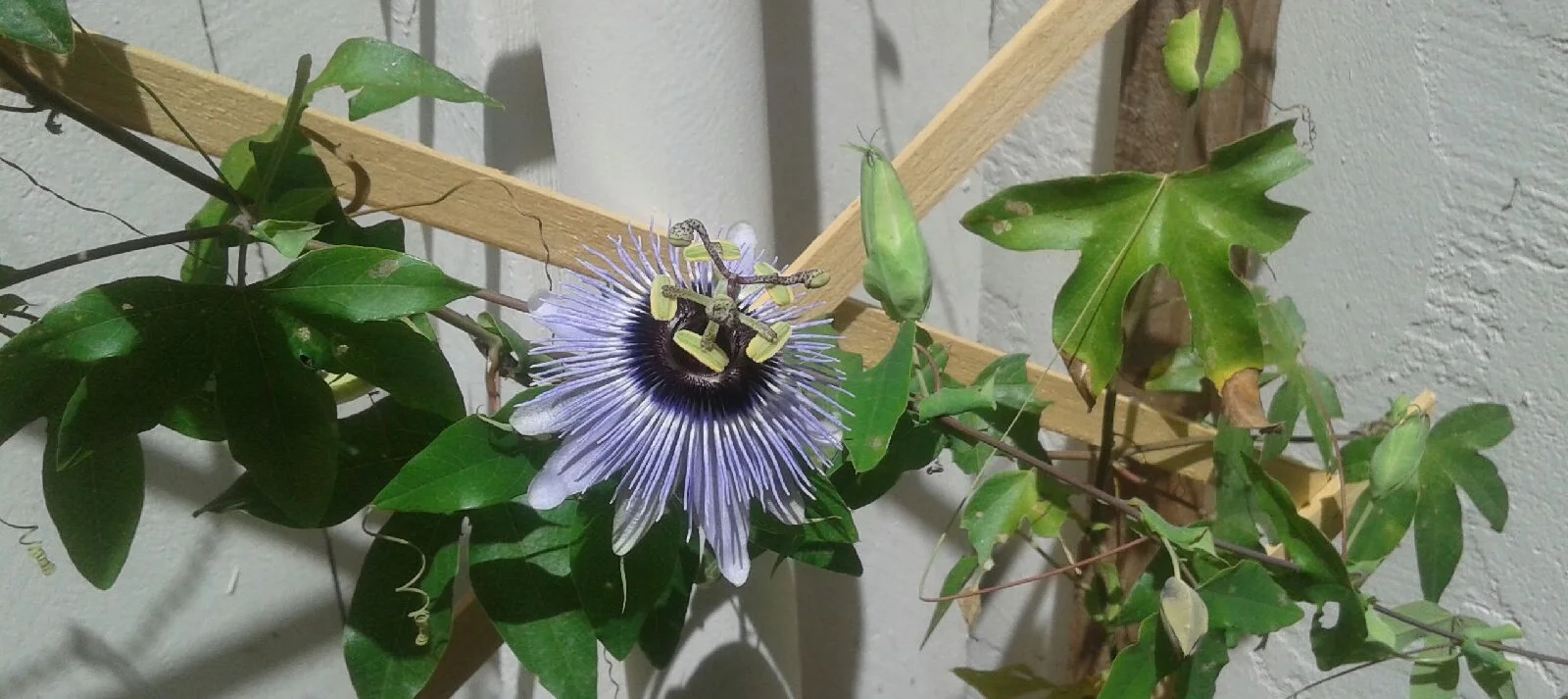 Passion flower blooming in my backyard!