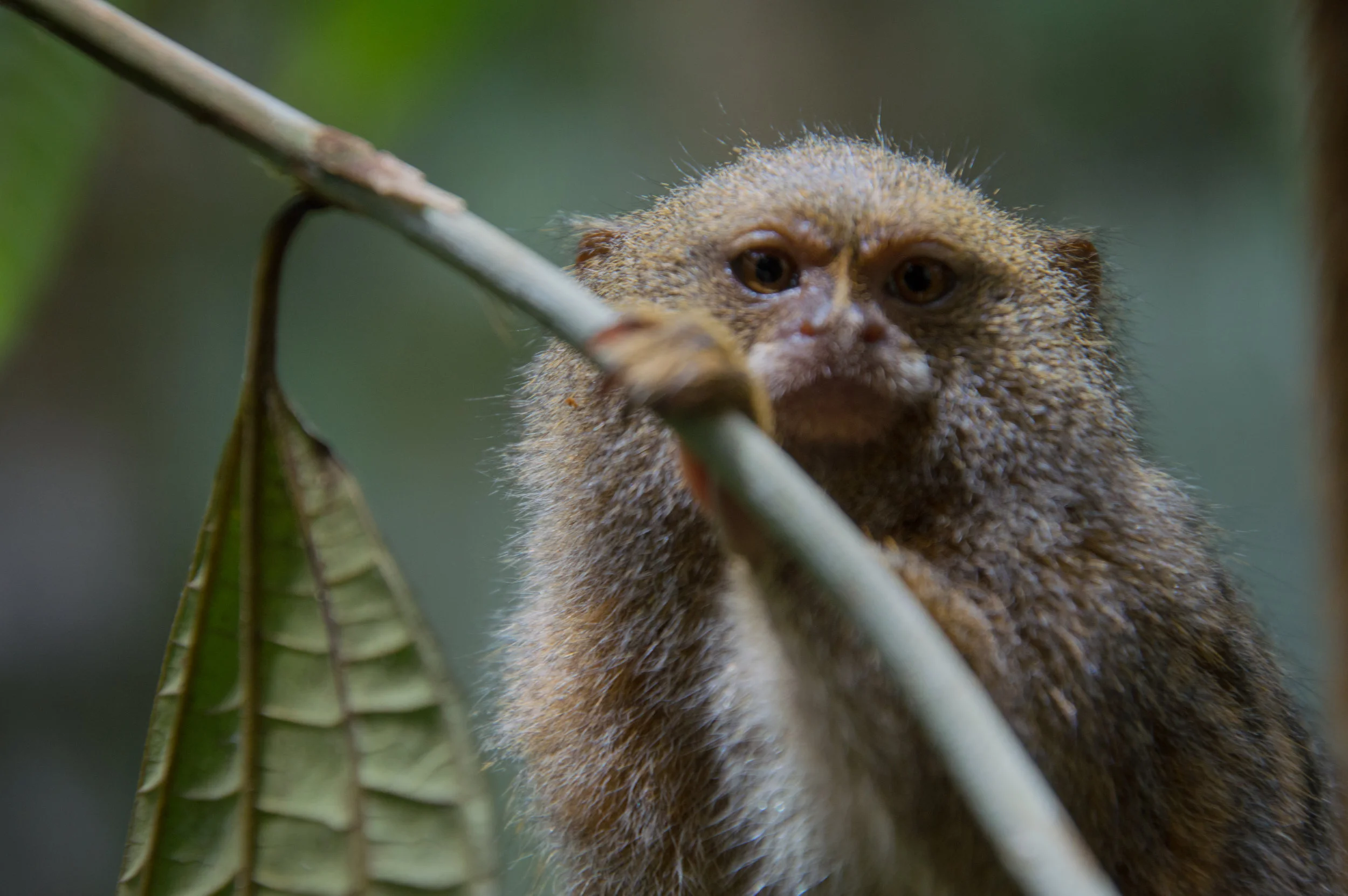 Pygmy Marmoset