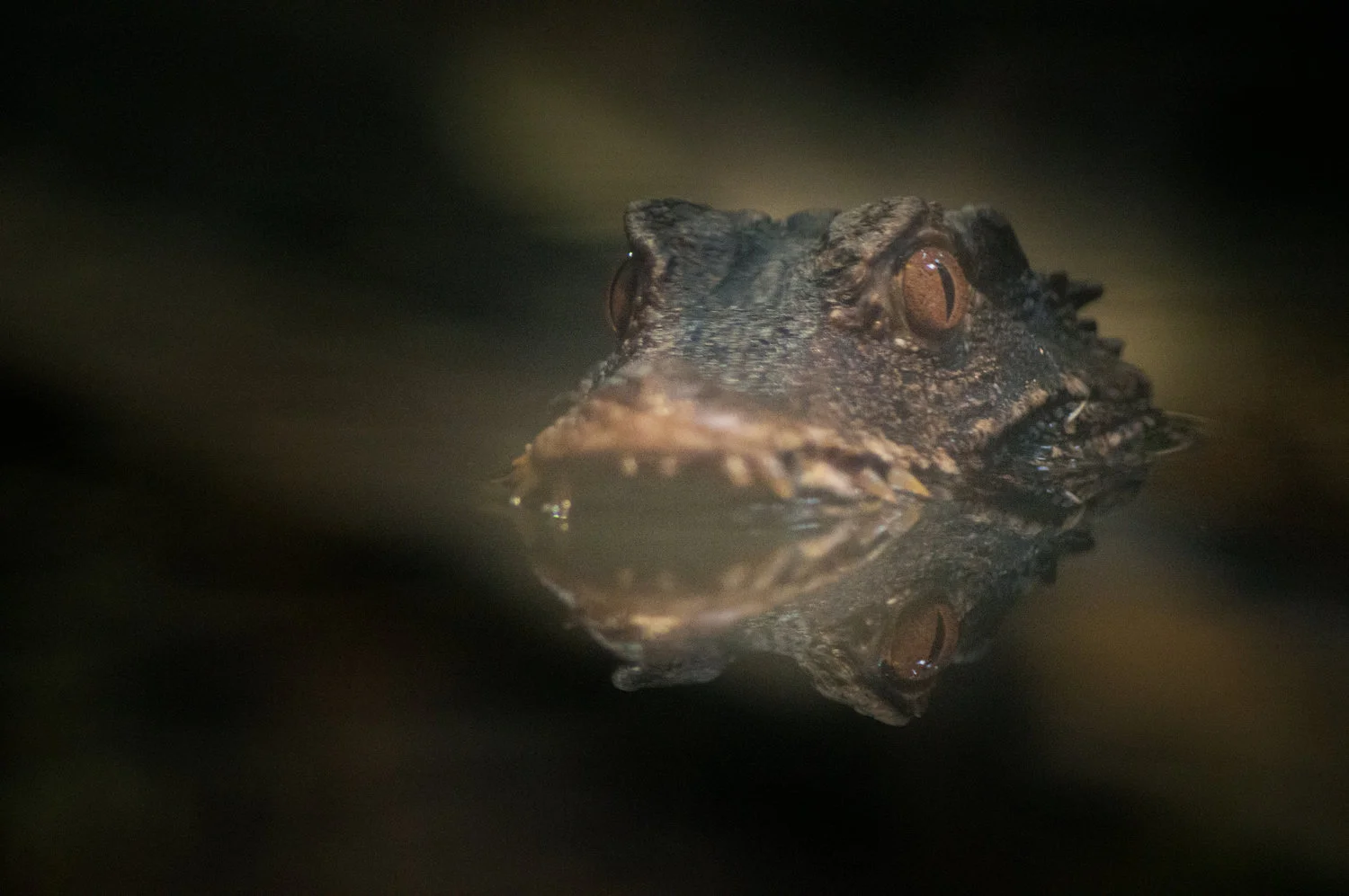Cuvier's Dwarf Caiman