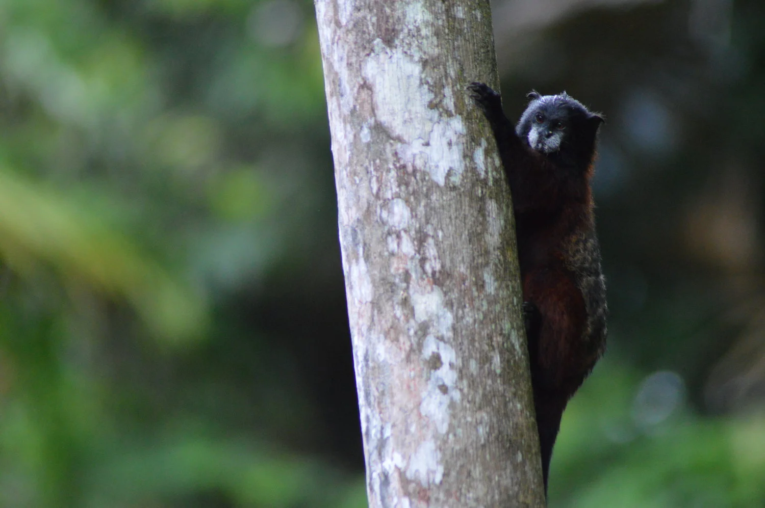 Saddleback Tamarin