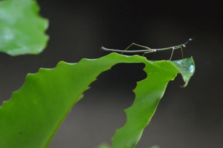 Phasmatodea