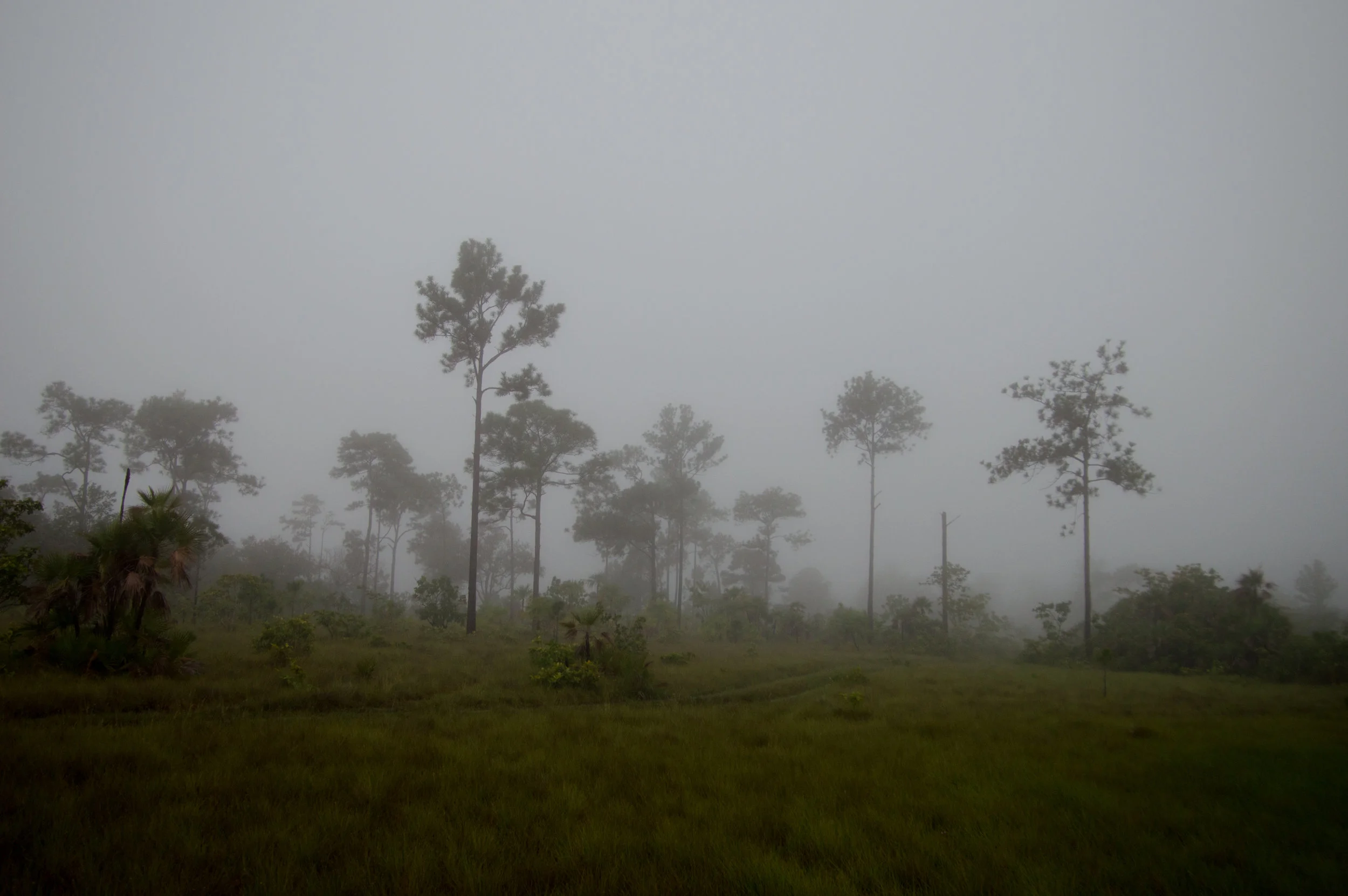 Pine Savanna
