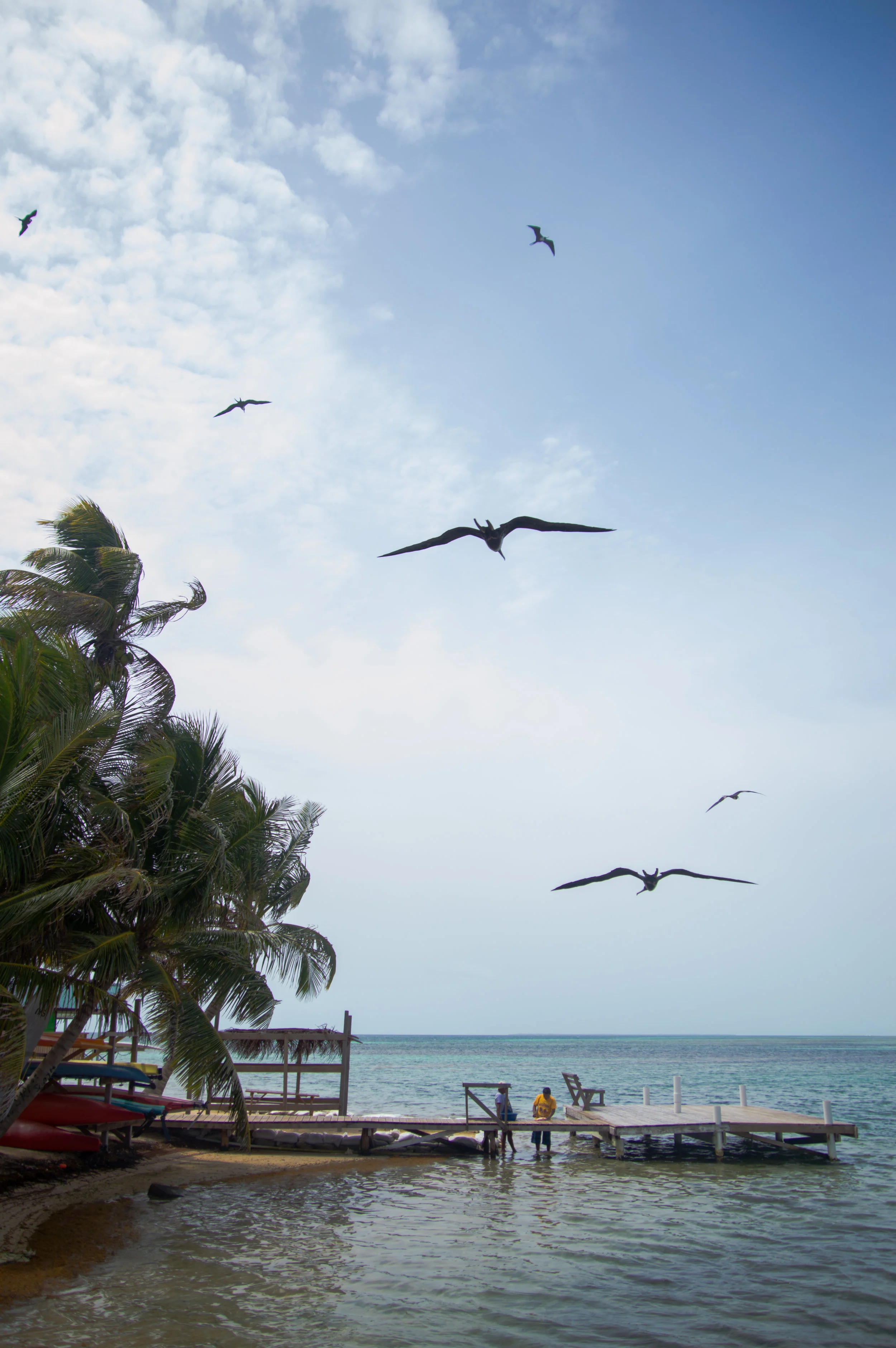 Frigate Birds and the Cooks
