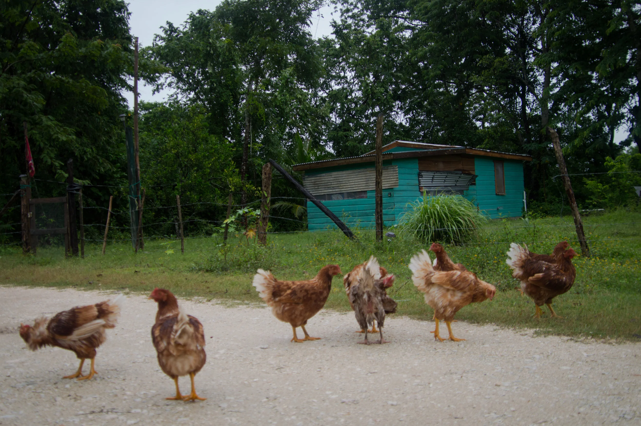 Free Range