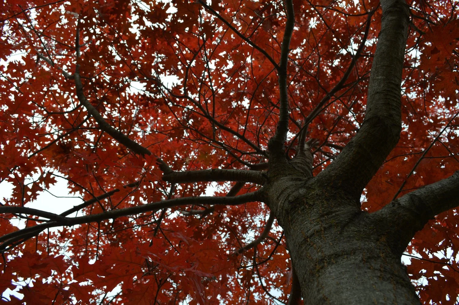Autumn - Oak Tree - Adam J. Dewey.jpg