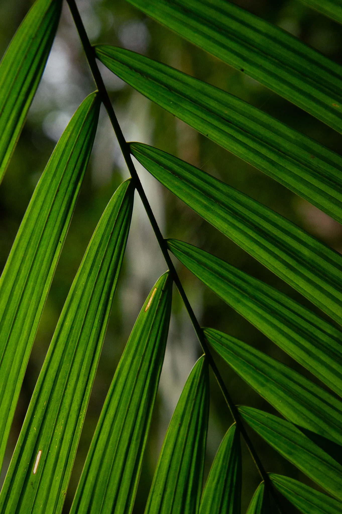 Dewey Guyana Macro 4.jpg