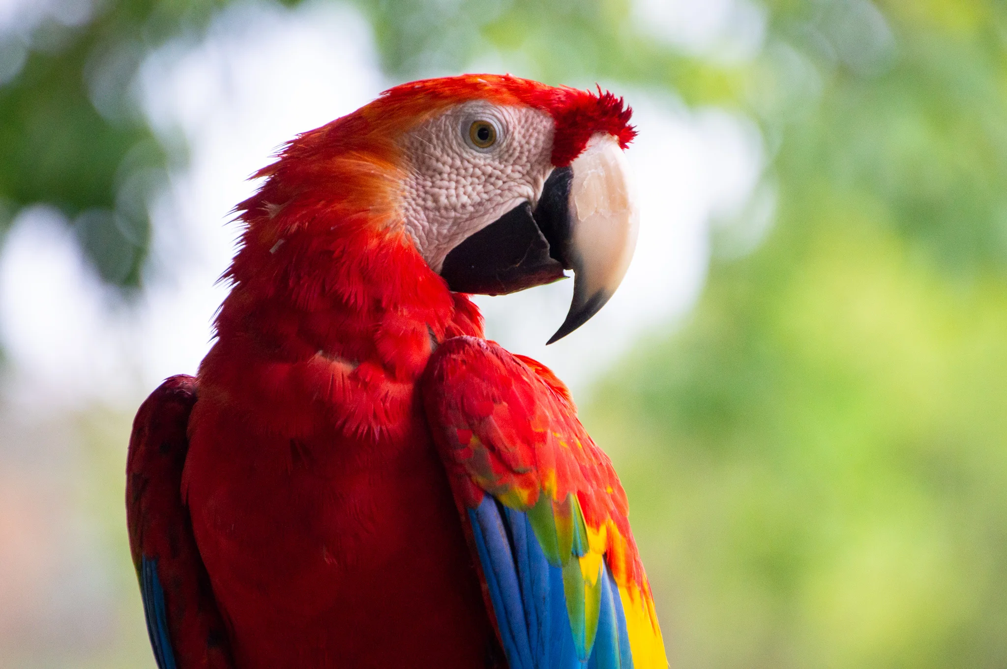 Dewey Guyana Macaw.jpg