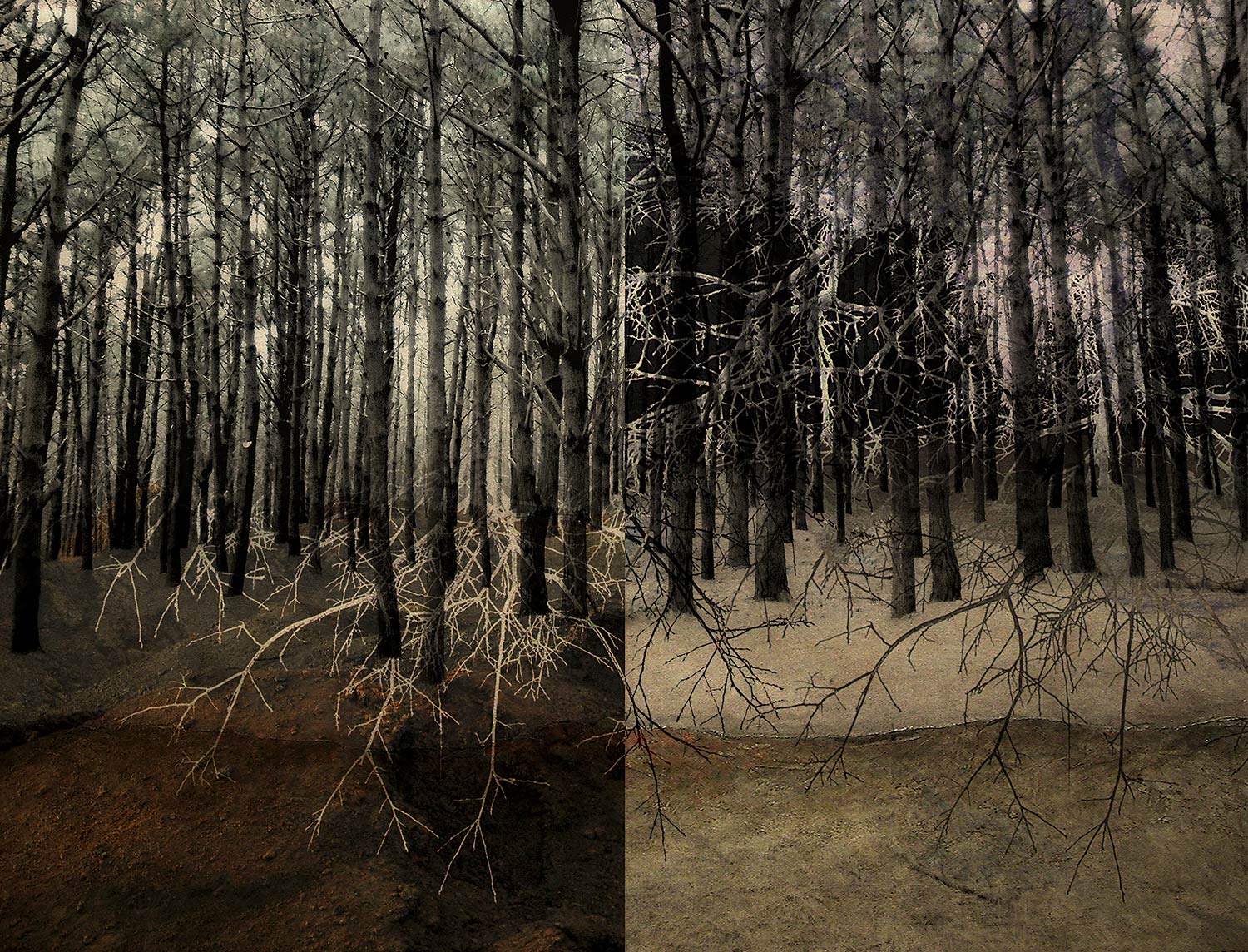 "Bosque dividido / Divided forest"