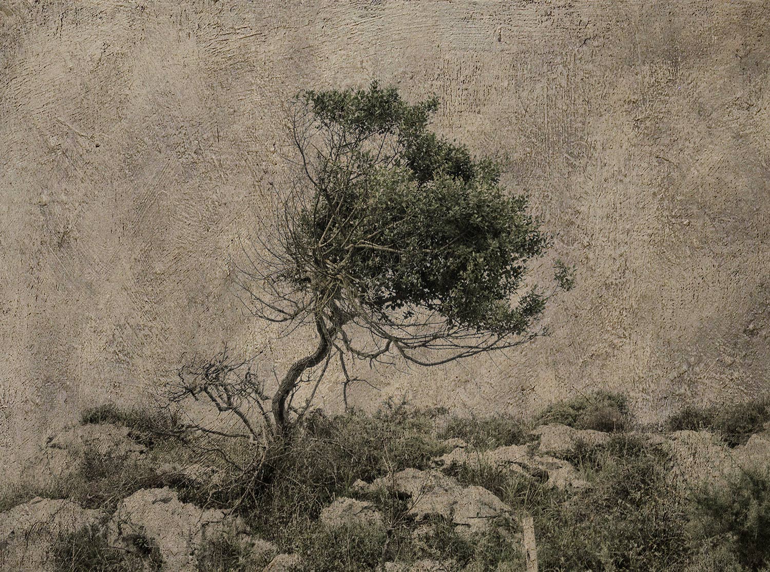 "Árbol de viento / Wind tree"