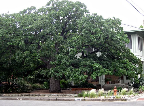 Tree.jpg