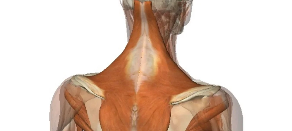 Building a Structural Framework for the Breath