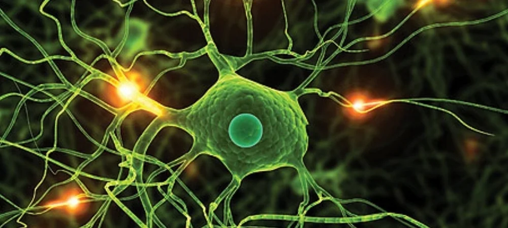 Hardwiring the Brain: The new science of sculpting the mind.