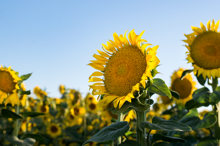 Yarcenia_G_Sunflowers_001.png