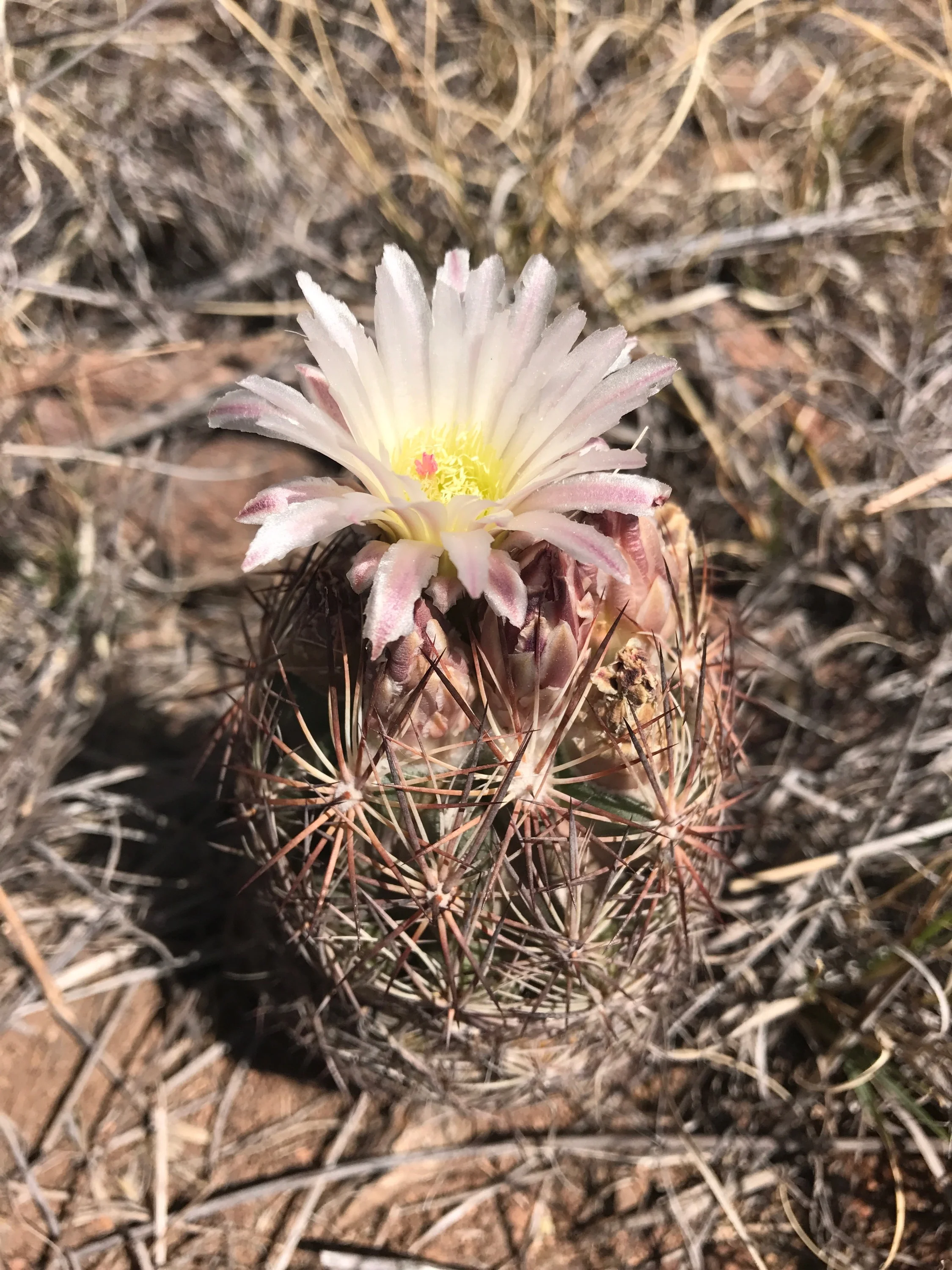 Found a few of these little hedge hog cacti blooming on the property.