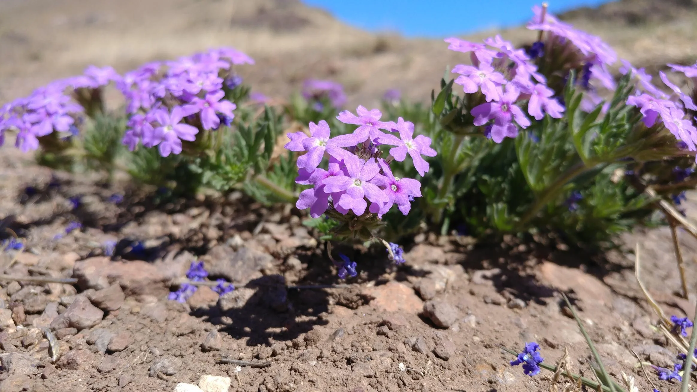 The first wild flowers of the year are blooming at Alta Marfa. (photo credit to George)