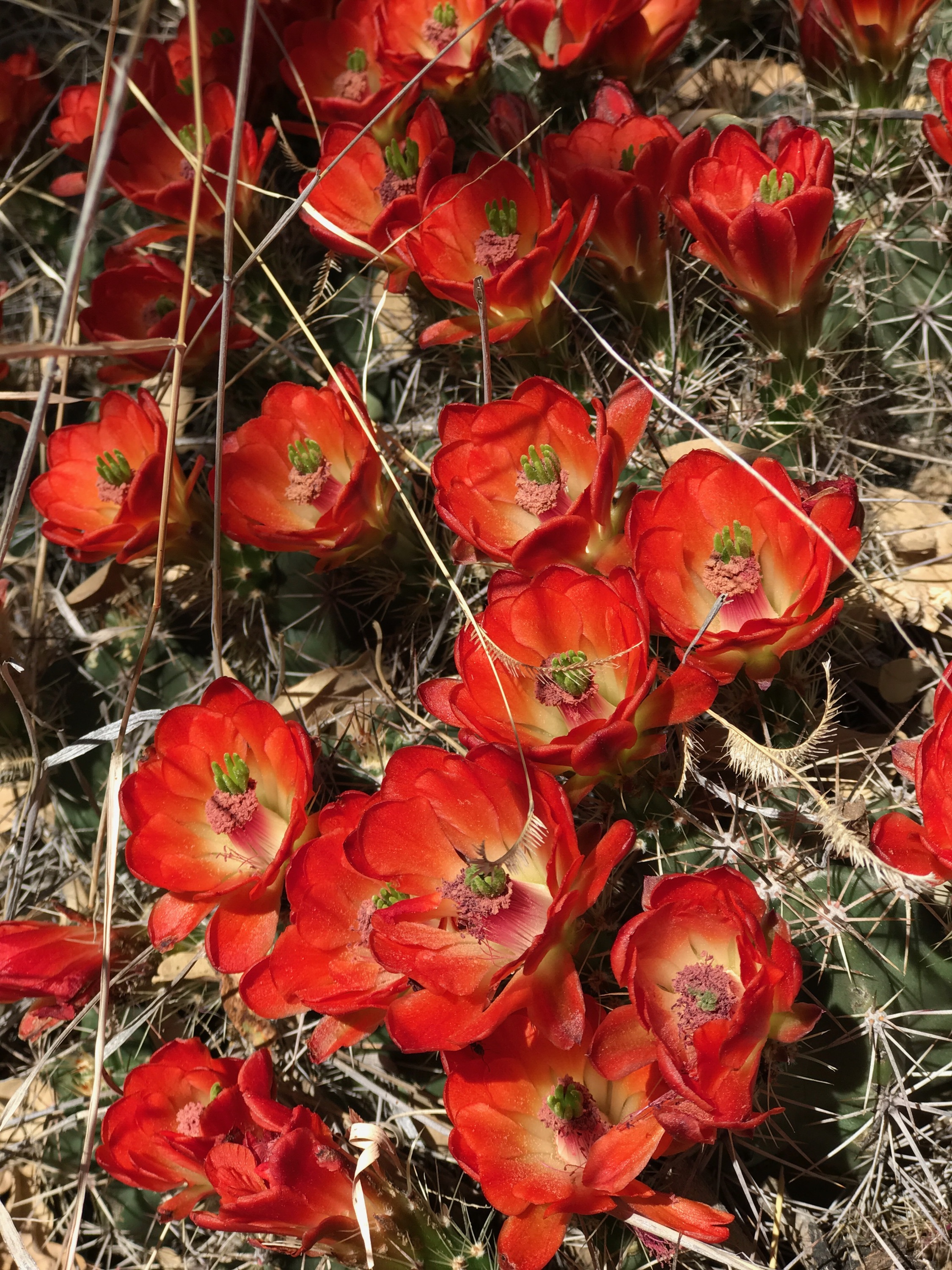 This is a Scarlet Beehive Cactus. . . Flowers in the Desert > Flowers other places