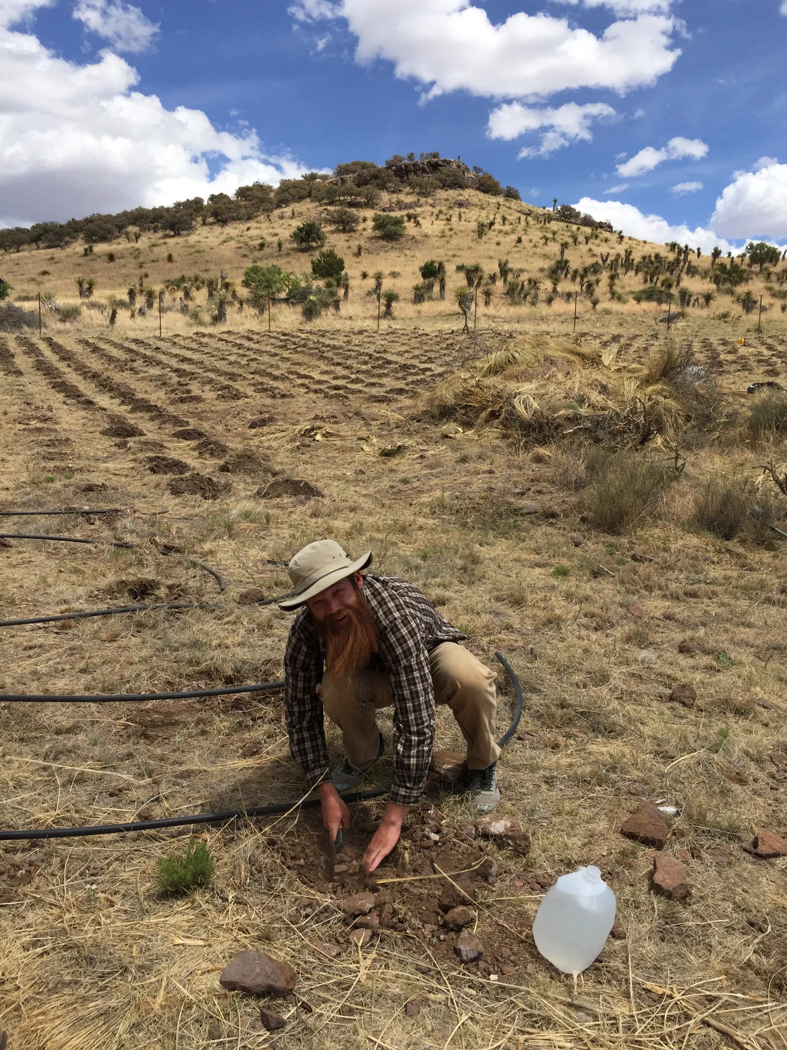 The first vine being planted!