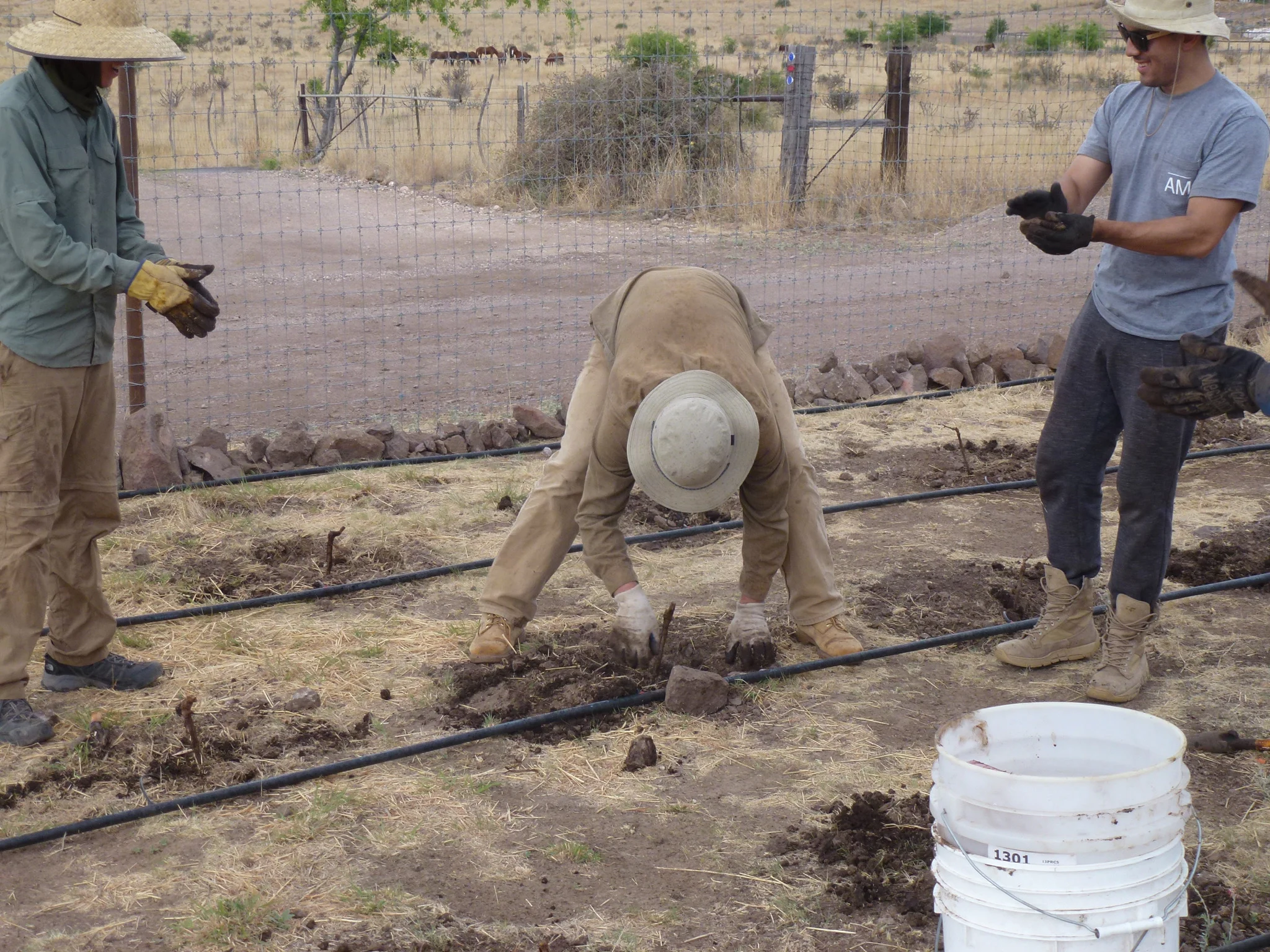 Here I am putting the last vine in the ground. Everyone was completely exhausted at this point.