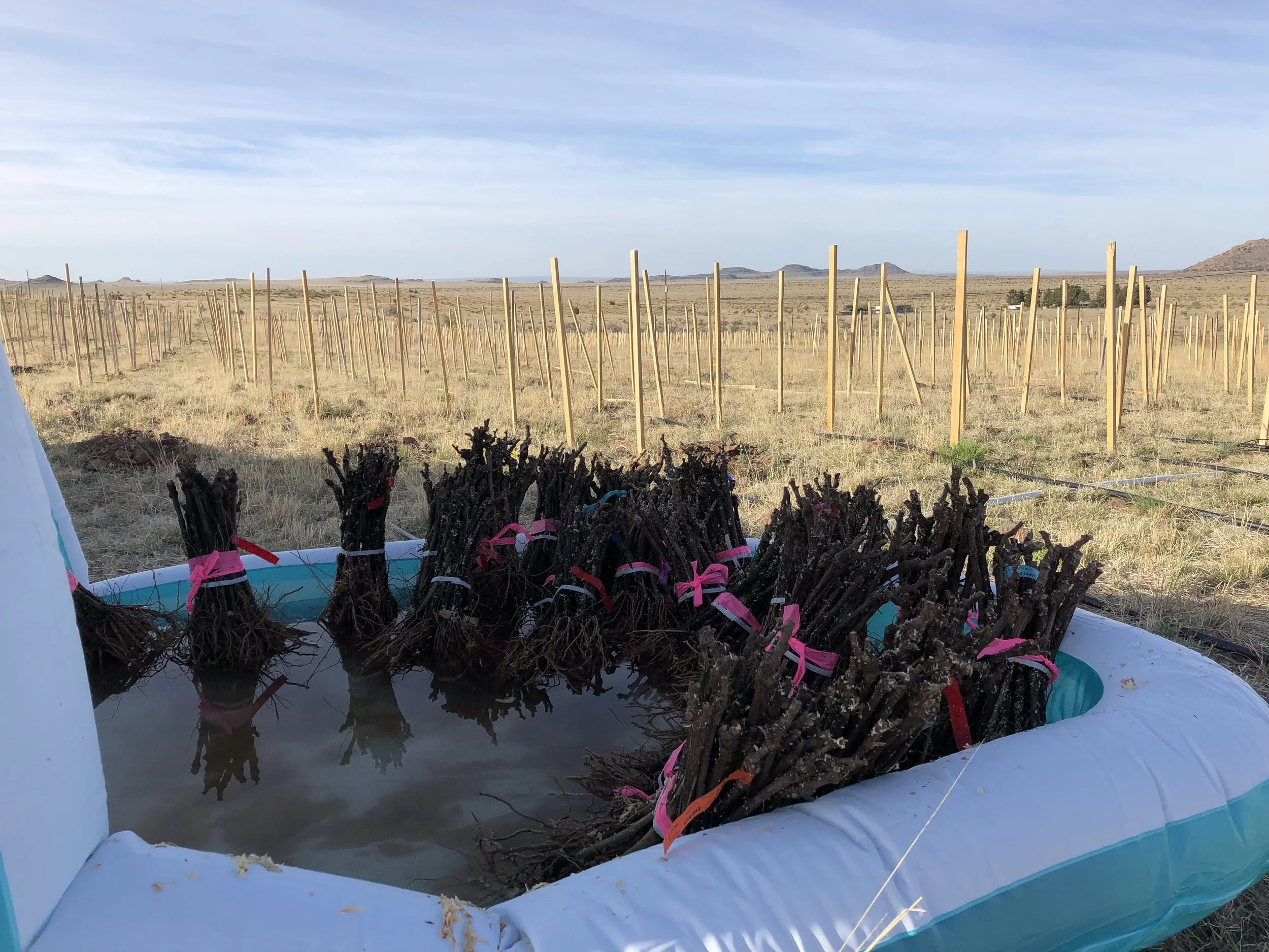 This year we used an inflatable swimming pool to keep the vines nice and moist. We took each shipment of vines directly from the truck and put them strait in water until it was time for them to go into the ground.