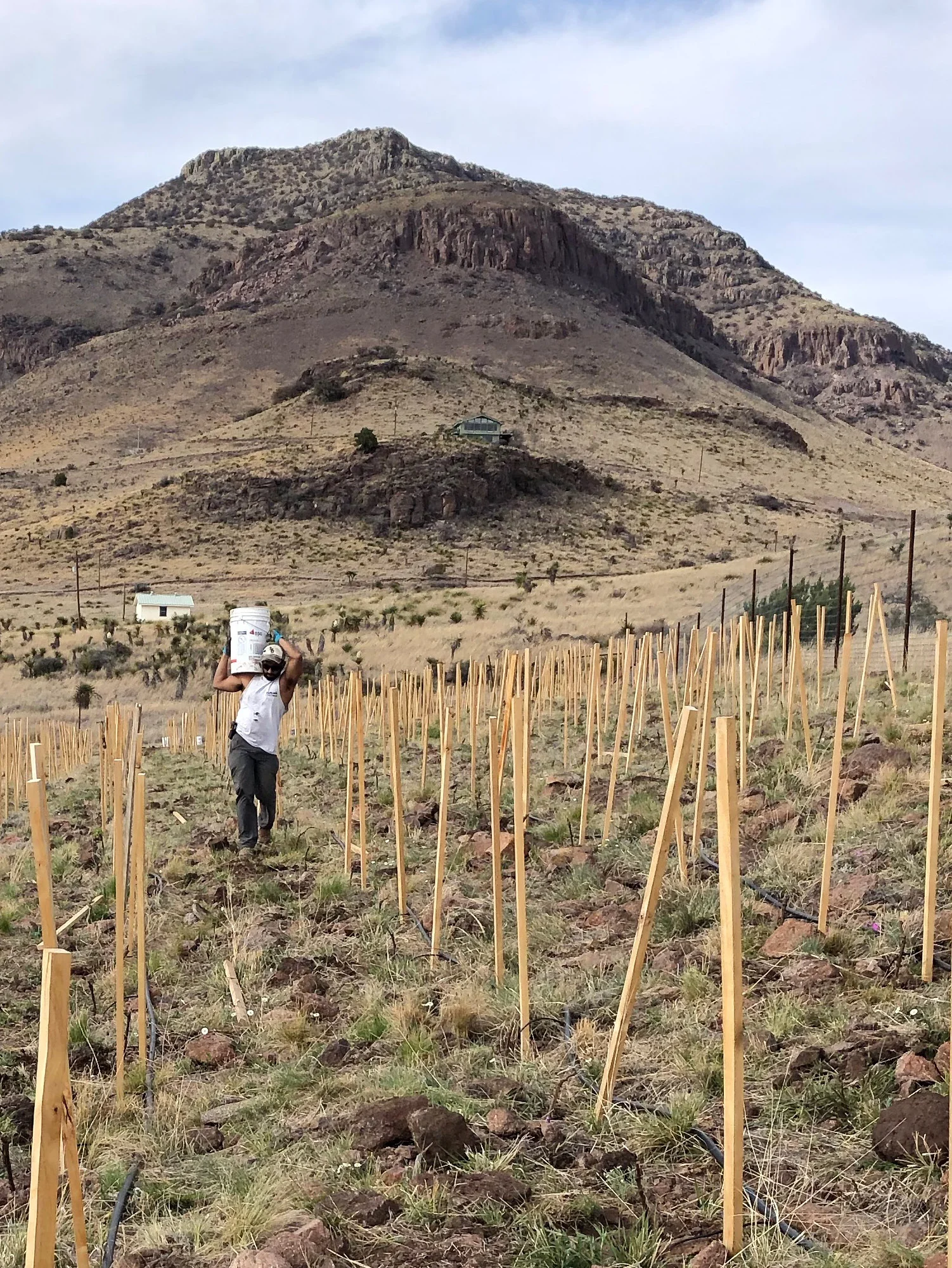 Here is Promit carrying a bucket of dirt up the hill to the rockiest part of the vineyard. A lot of the holes did not have enough soil to cover the vine roots adequately, so we brought additional dirt in buckets from the bottom of the hill.