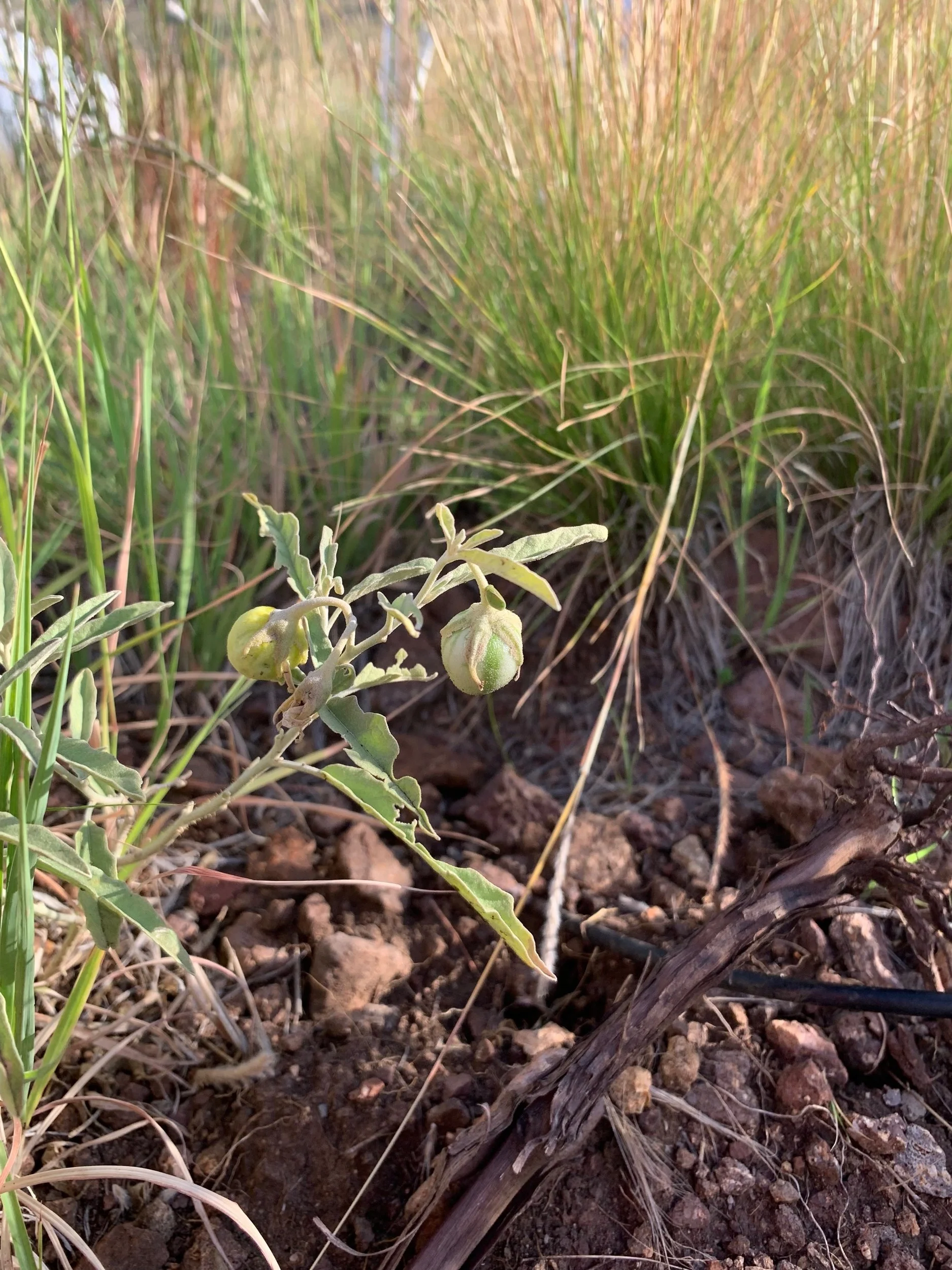 Silverleaf nightshade solanum elaeagnifolium