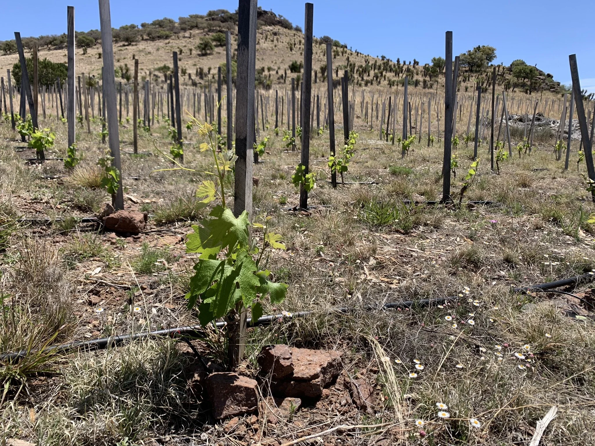 38. No AltaFest, No fun, Still Planting Grape Vines