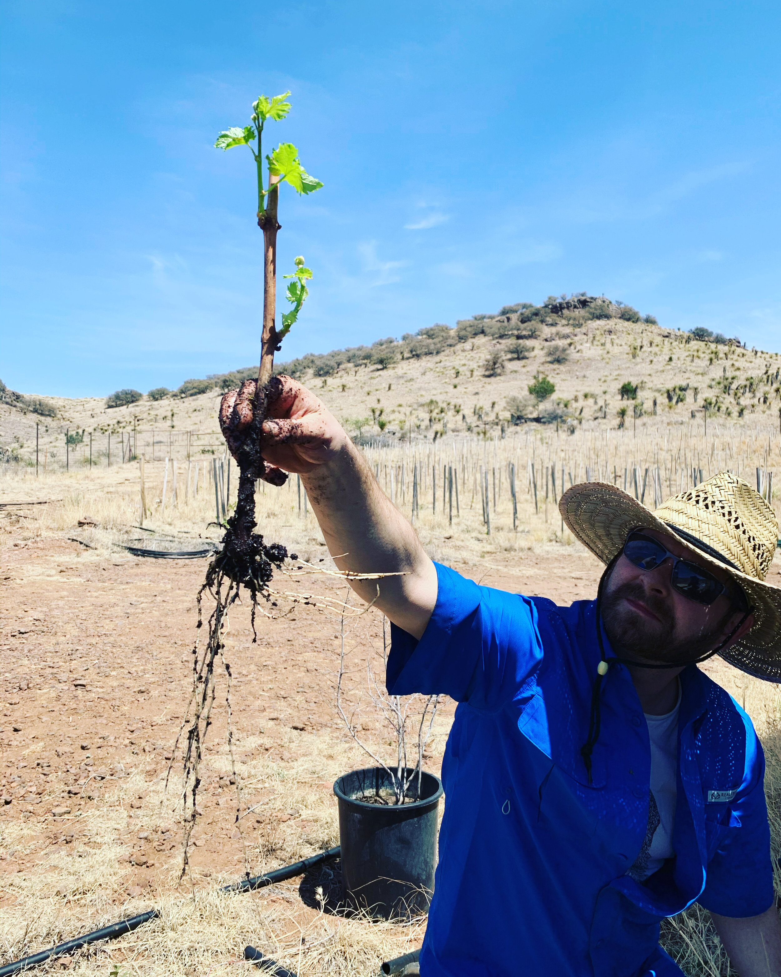 This is my friend Trevor. Trevor was very nice to come out and help me plant this year. Trevor and I were the only two planters. Look at those roots! Another difference from previous plantings is that this year we transplanted green vines, rather than planting bare-rooted dormant vines.