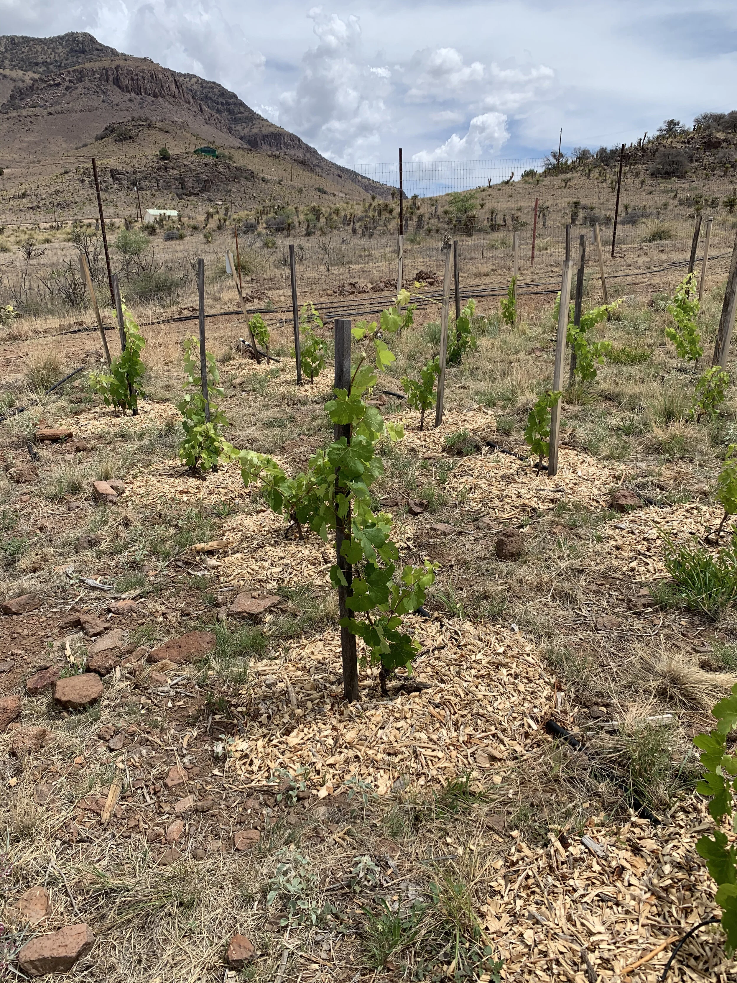 This is the only surviving patch of vines from the original planting in 2018.  I have placed a bed of wood chip mulch around each vine to help retain moisture and prevent native plants from growing too close to the vines.