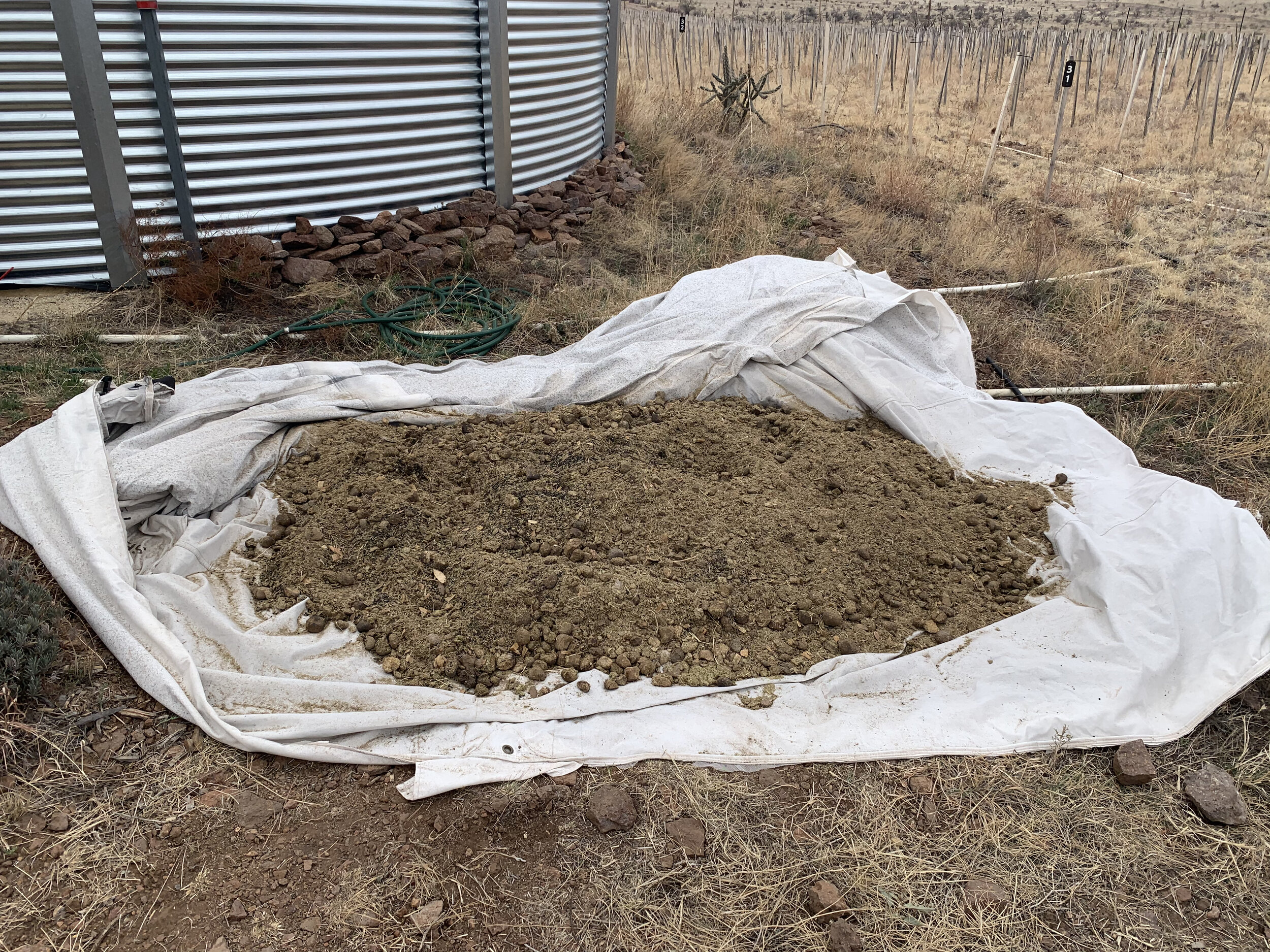 I mixed biochar, old horse manure and water together in a pile and then let it composted for about a month. We filled our planting holes with this mixture plus a mycorrhizal fungi inoculant. Our soil is so rocky that it has been very challenging to keep the soil immediately surrounding the roots of newly planted vines. Filing our planting holes with this carbon-rich mixture should help keep considerably more moisture in the root zone and supply nutrients to the baby vines.