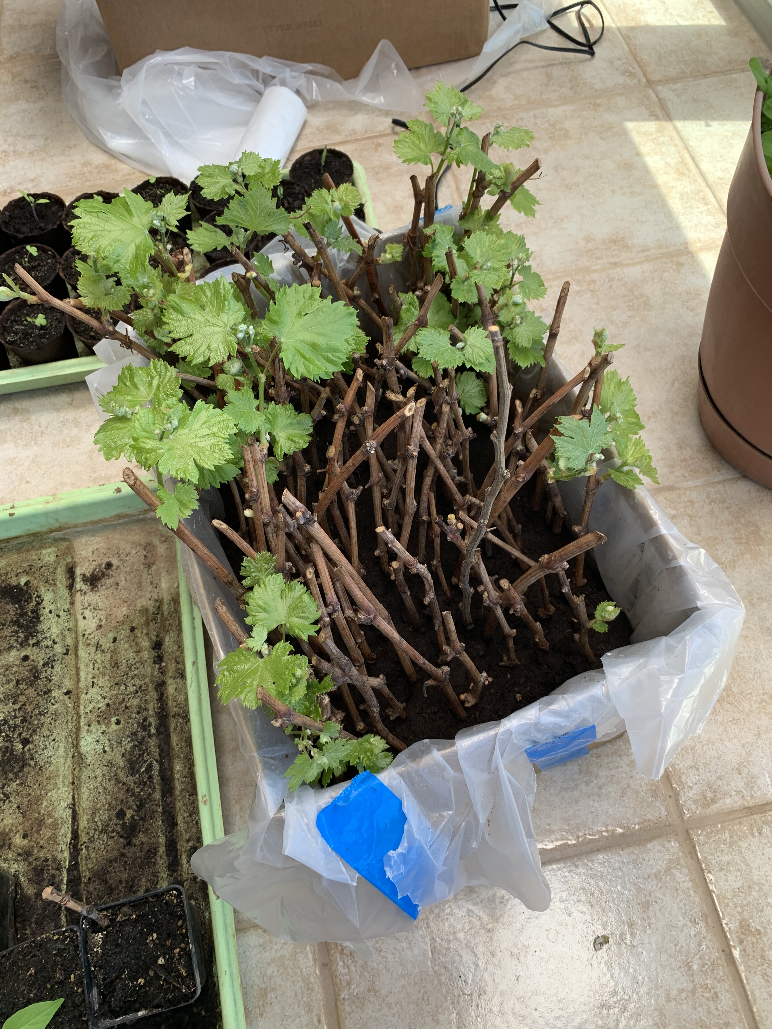 The cuttings that I rooted indoors over the winter are alive!