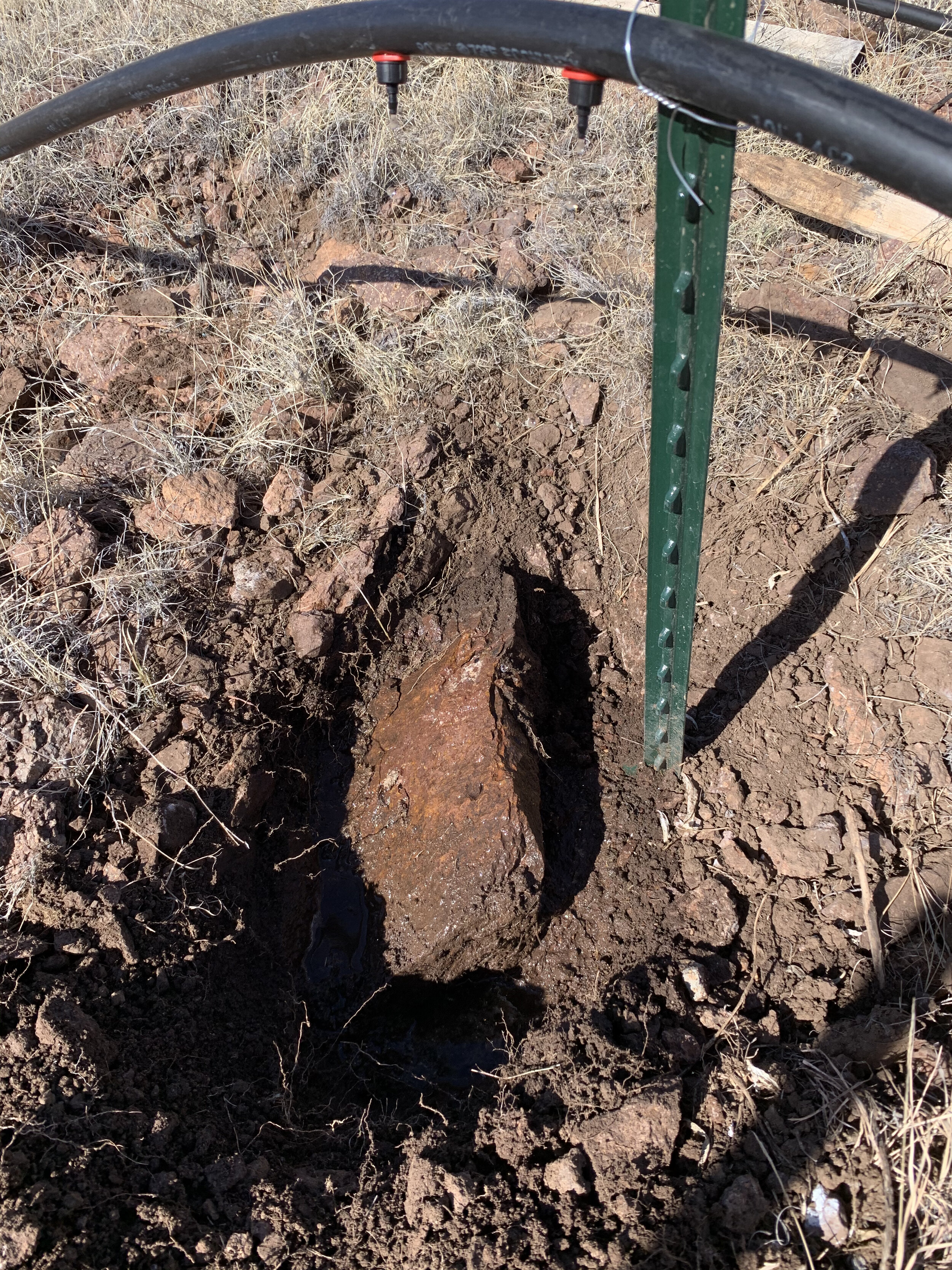 A vine literally being planted in between a rock and a hard place.