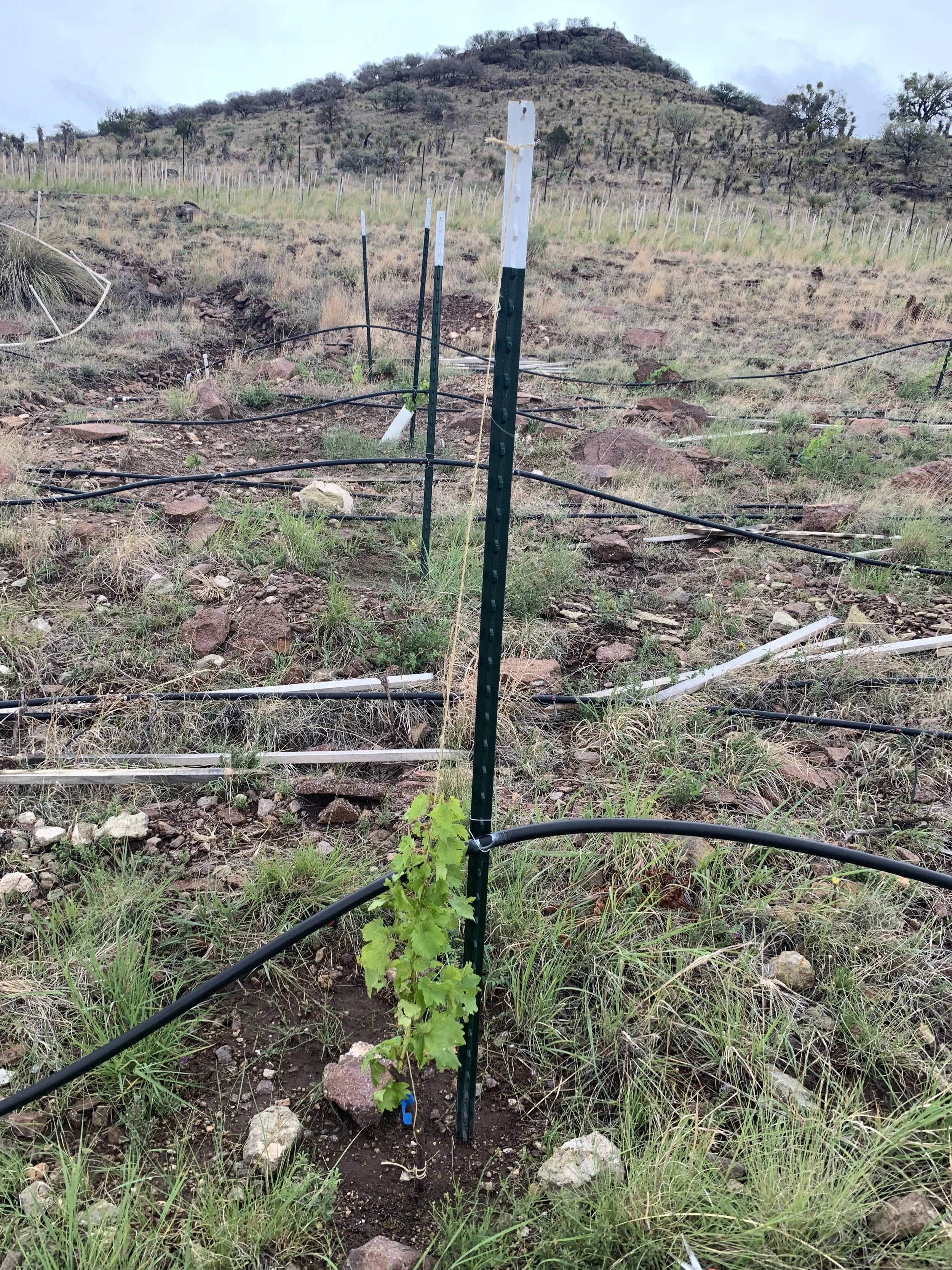 I used a piece of twine to train the new vines to grow up the posts. We have switched to metal posts because the wooden ones did not prove to be durable enough to withstand our tough environment.