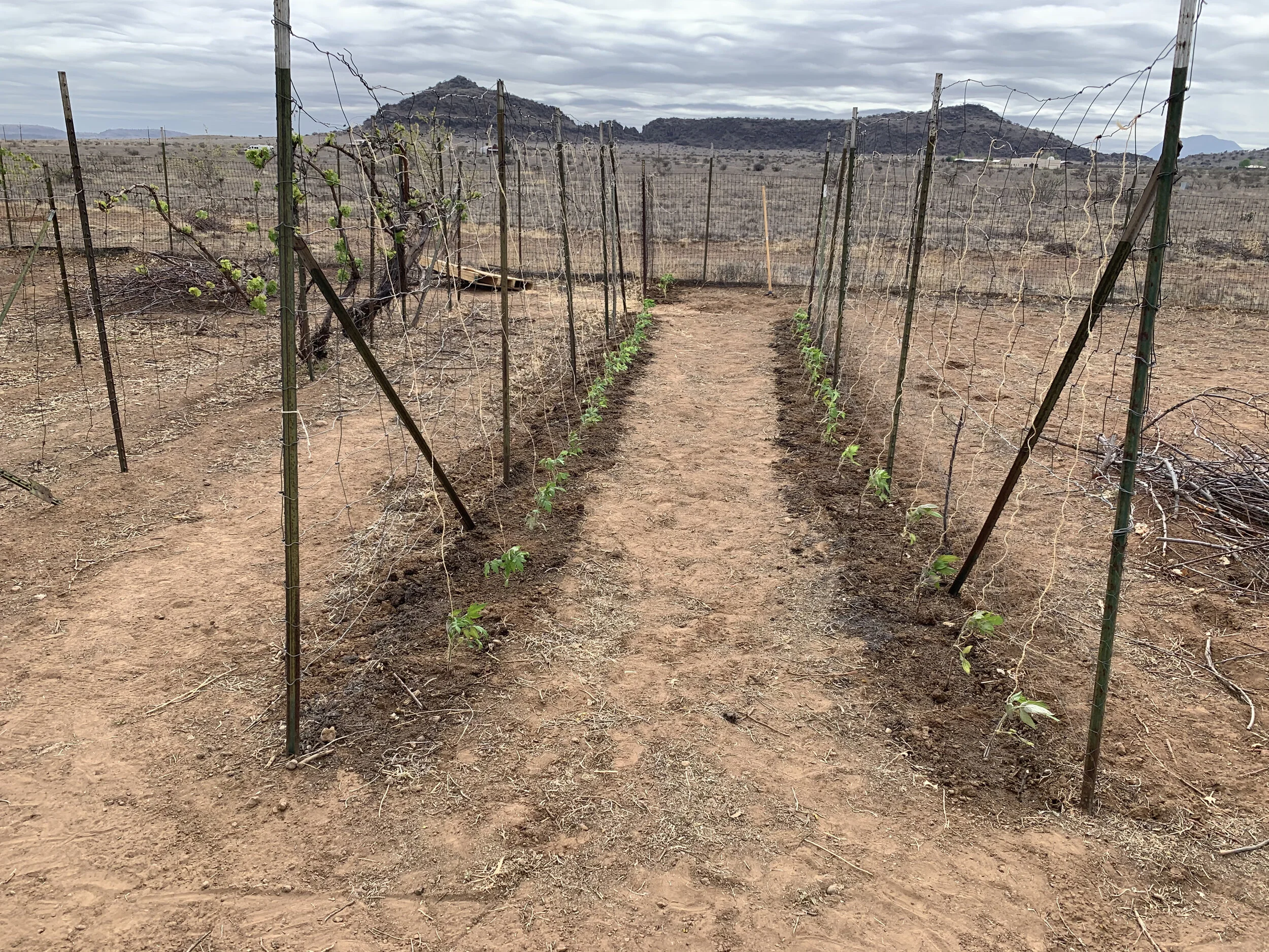 The start of our garden this spring. Now that we are living in West Texas full time, things like this are possible.