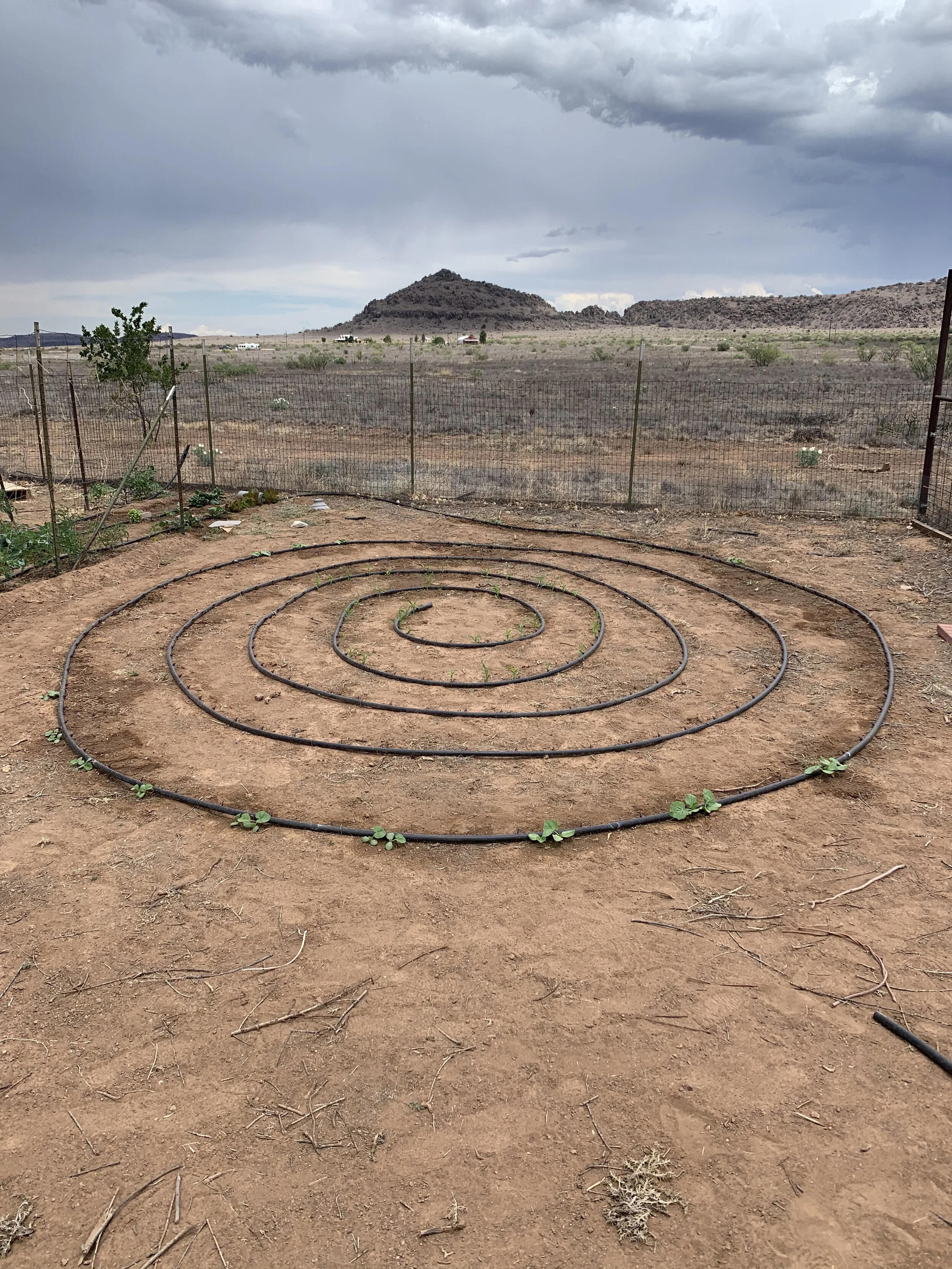 My crop circle of corn with winter squash planted around the outside.