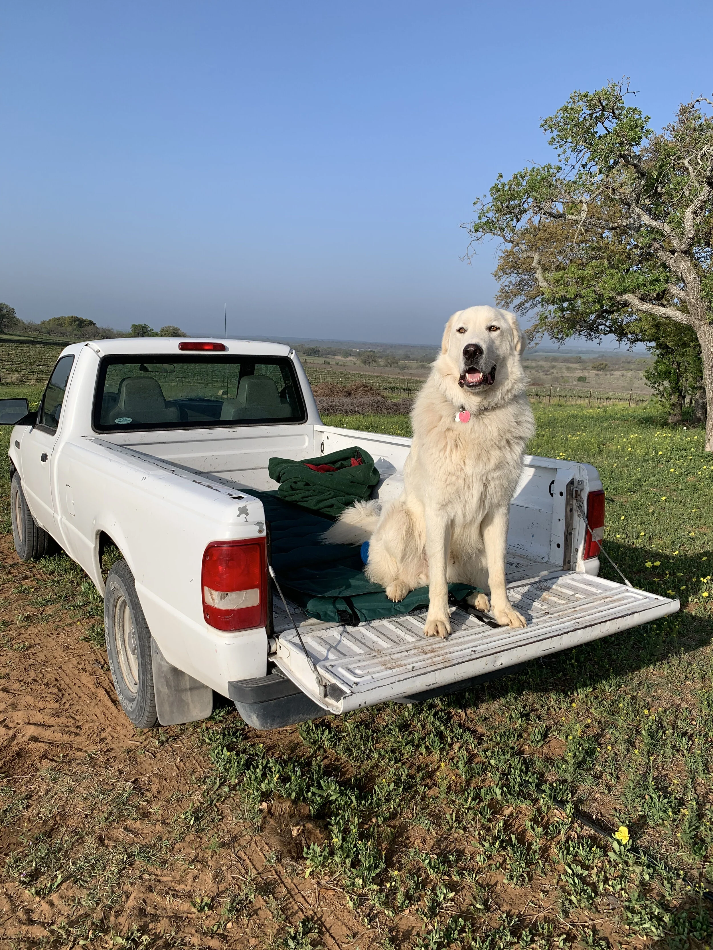A giant dog in a tiny truck at Robert Clay Vineyards in Mason, TX.