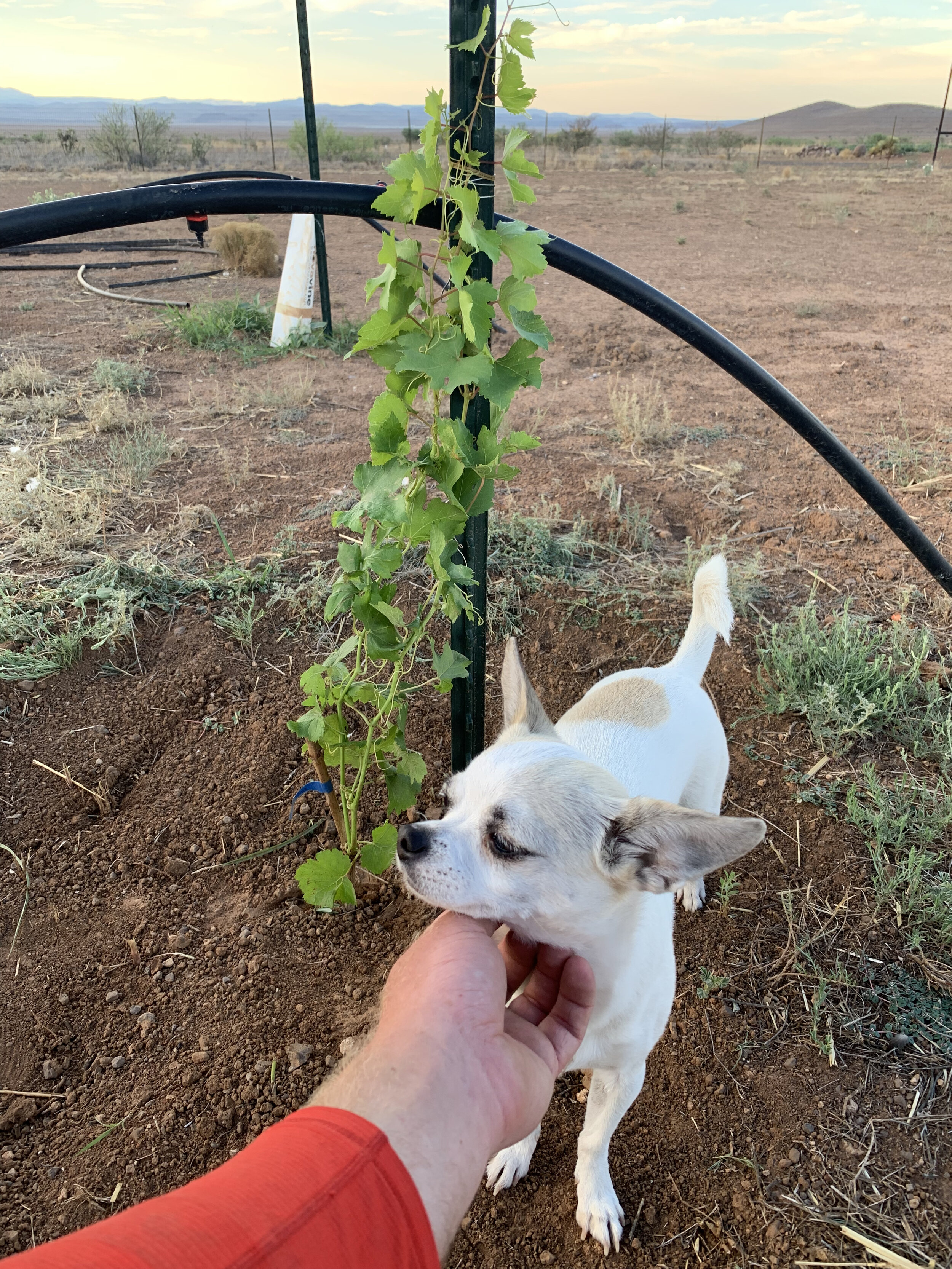 Lulu inspecting the vines in the new vineyard.