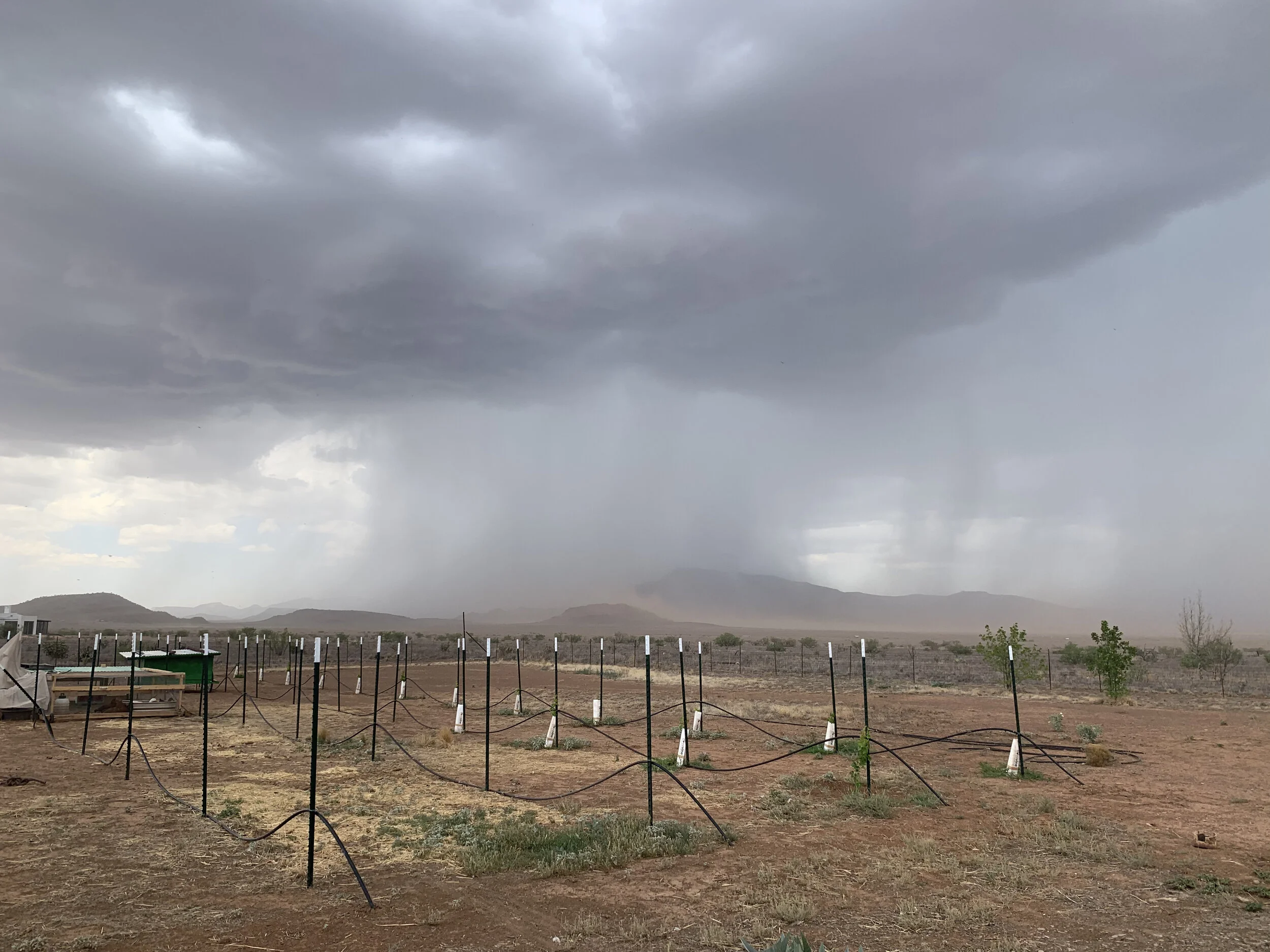 This is the beginning of the new vineyard, about 5 miles as the crow flies from the original vineyard.