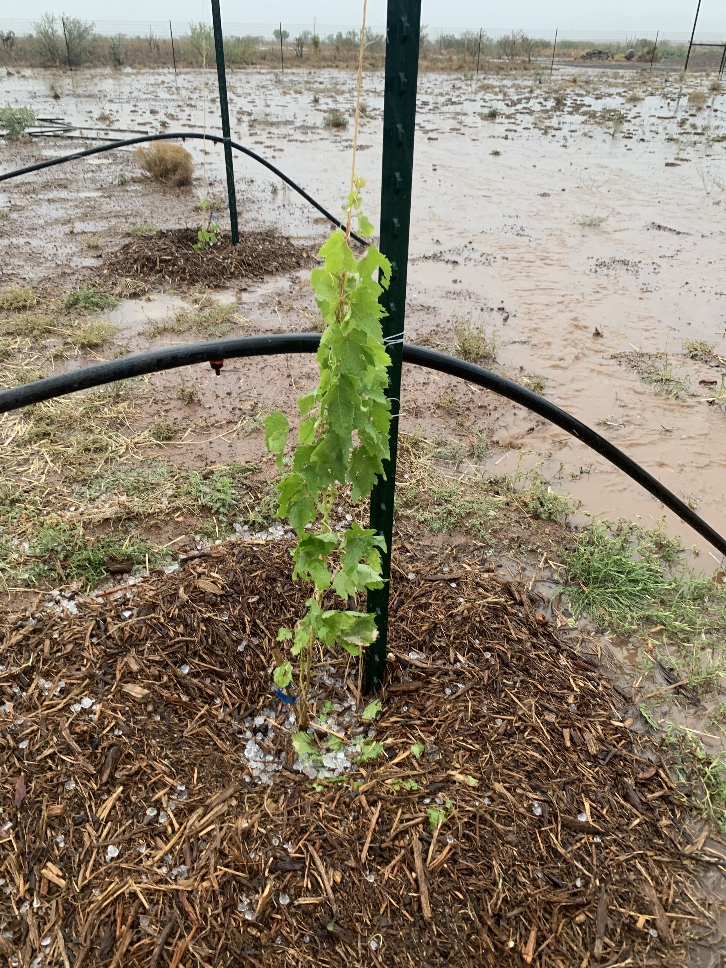 These new vines, and our garden, suffered two serious hail storms this year and still pulled through.
