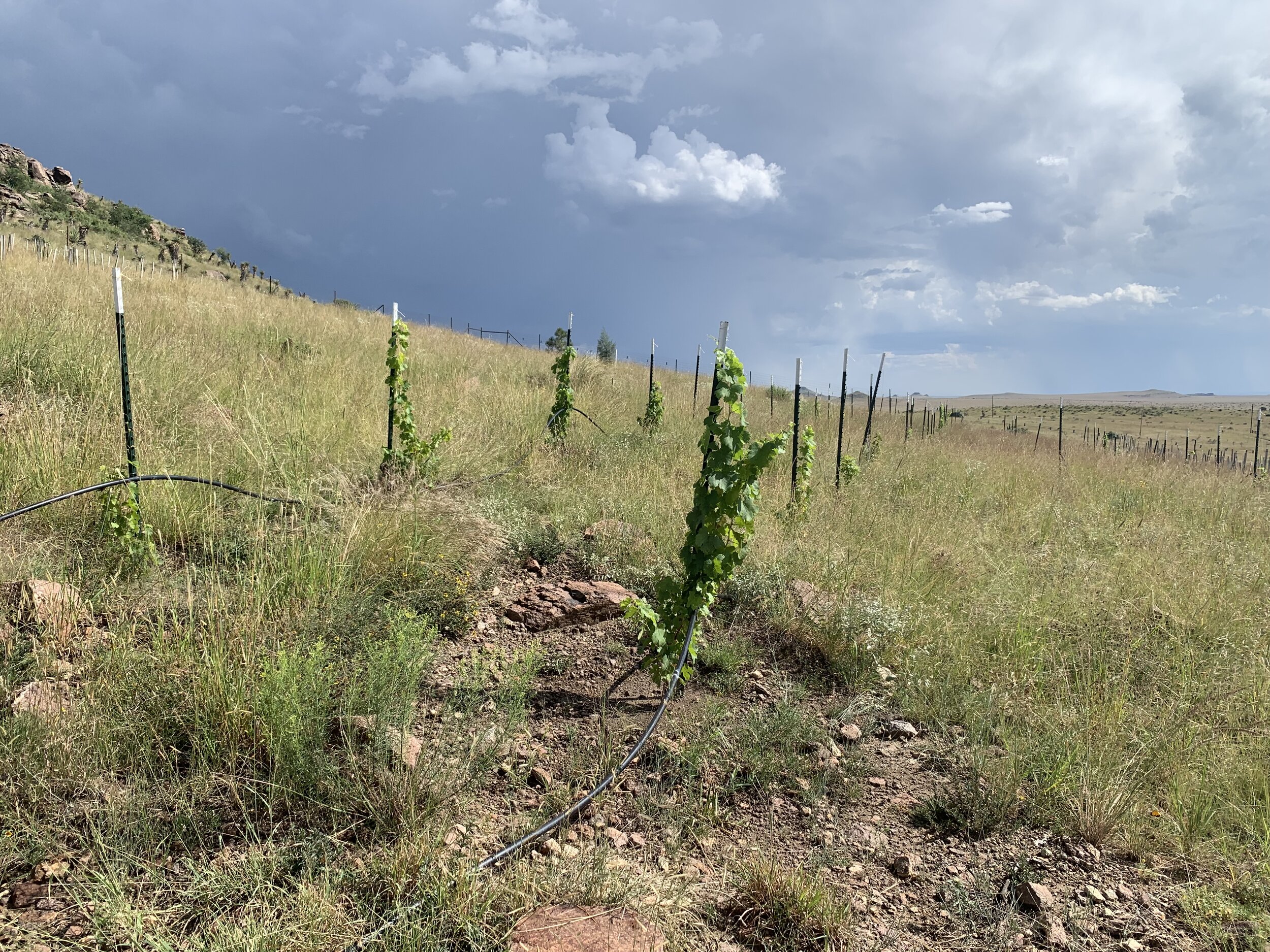 The vines look so healthy in this new planting scheme. They are already as big as the vines that remain from the 2018 planting.